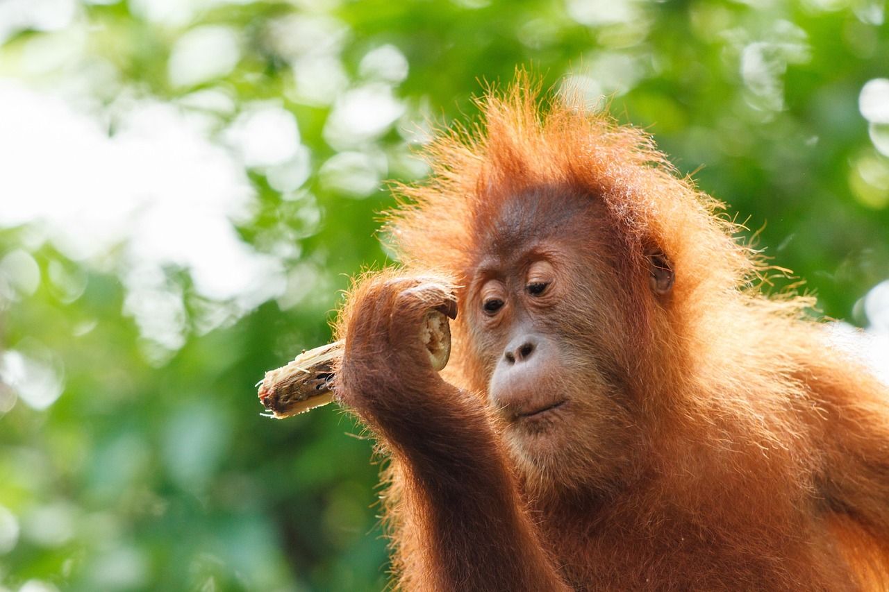 A young orangutan