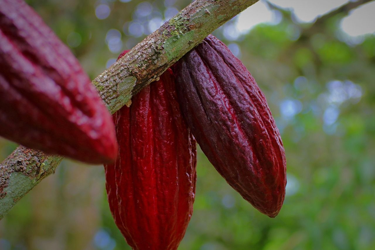 Red cacao pods growing on a tree trunk