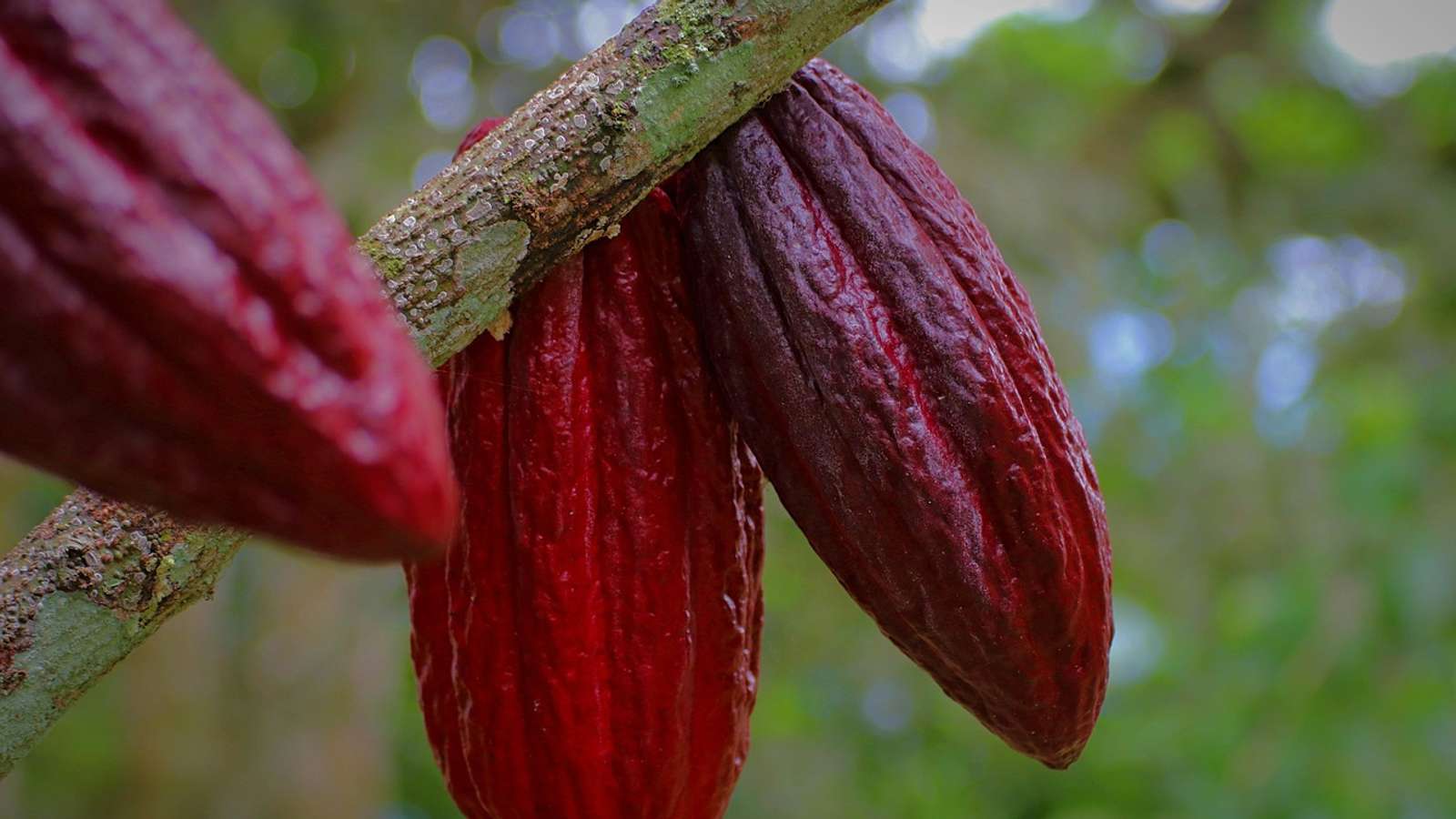 Red cacao pods growing on a tree trunk