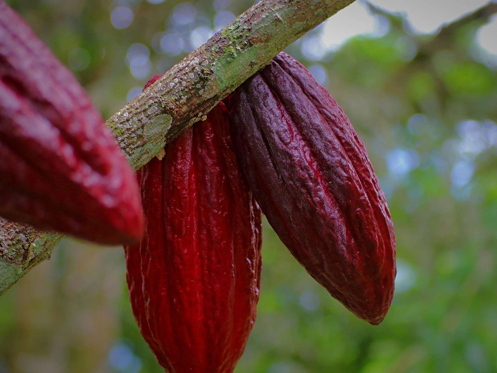 Red cacao pods growing on a tree trunk