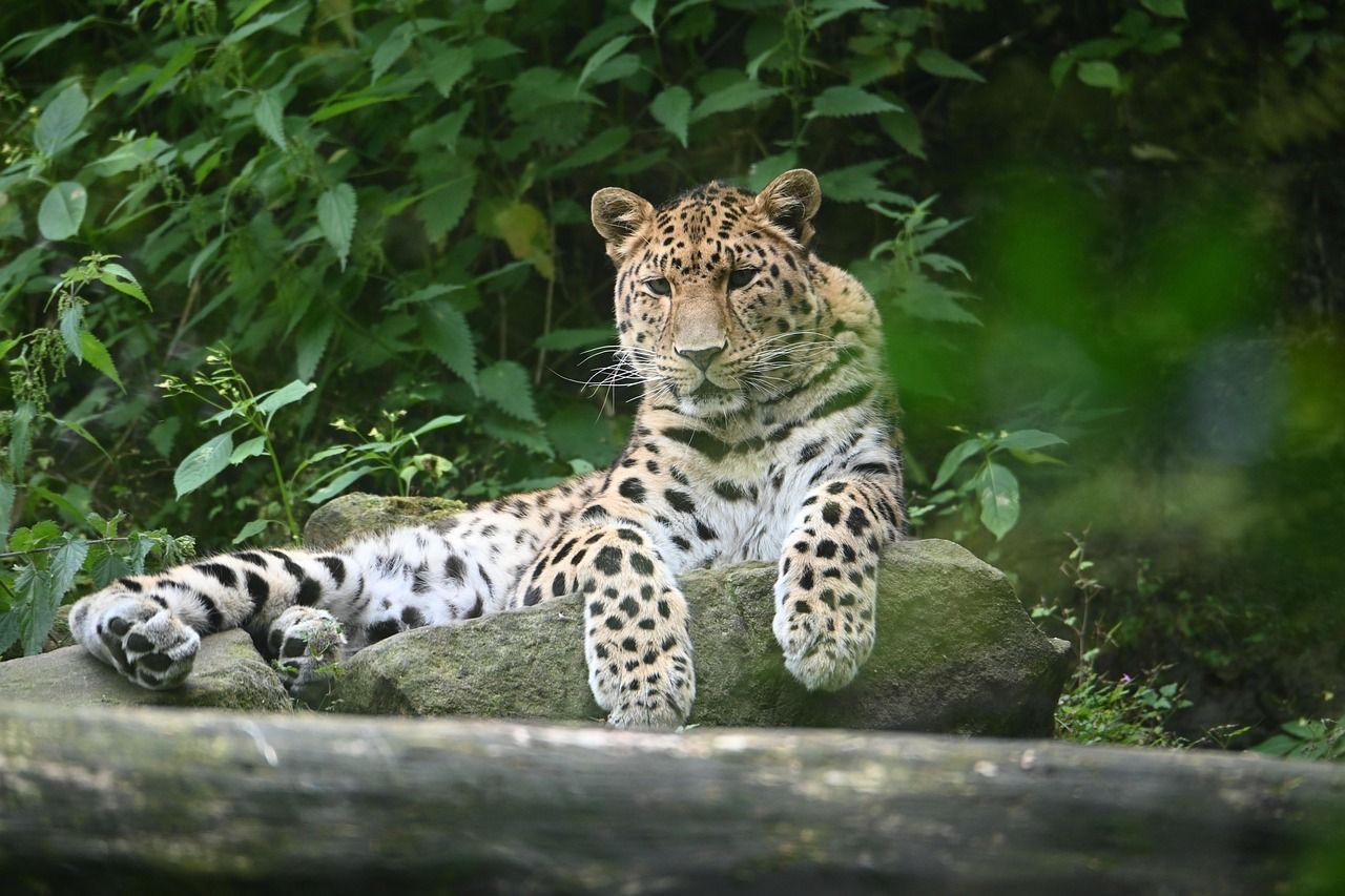 An Amur leopard