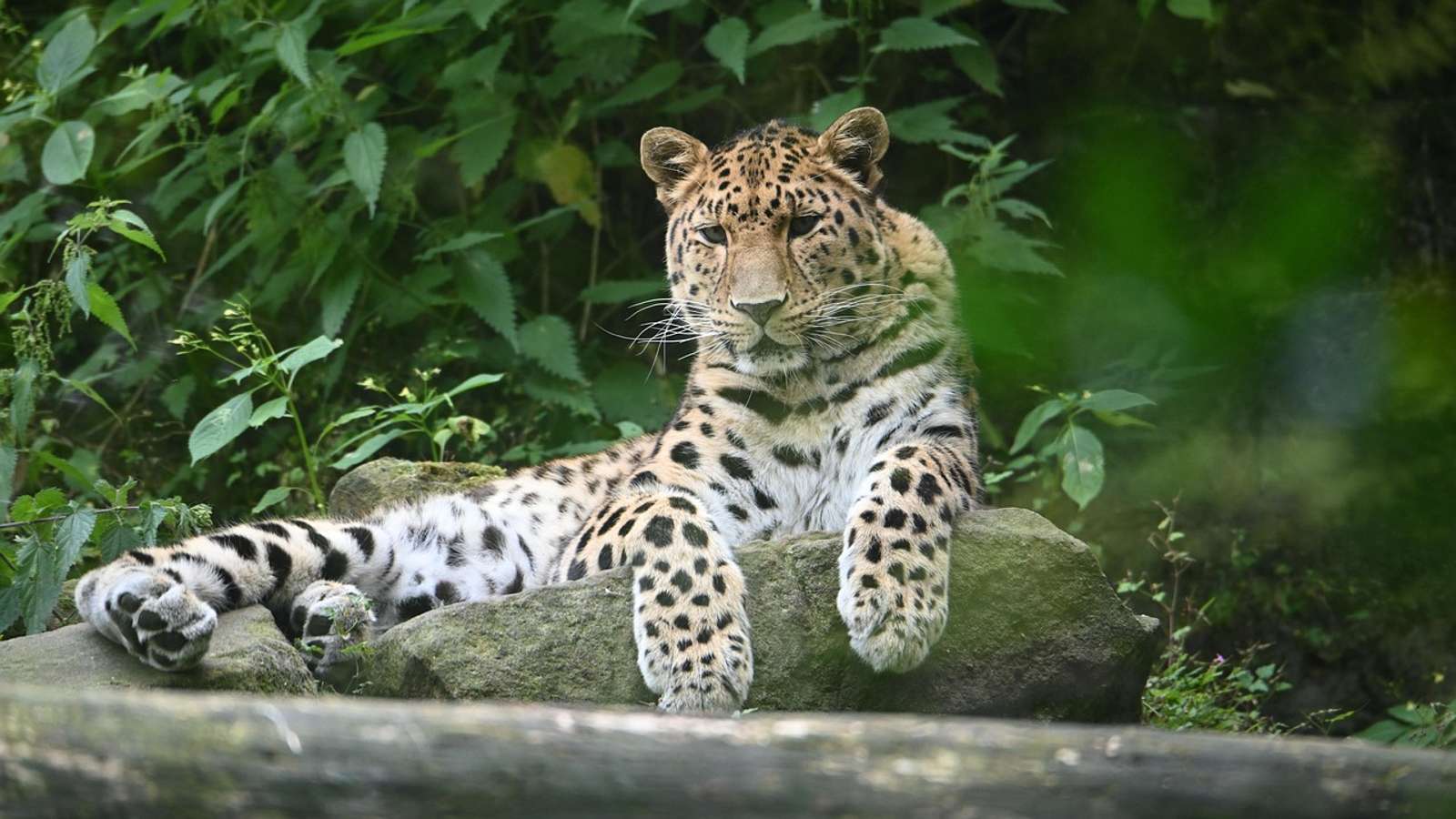 An Amur leopard
