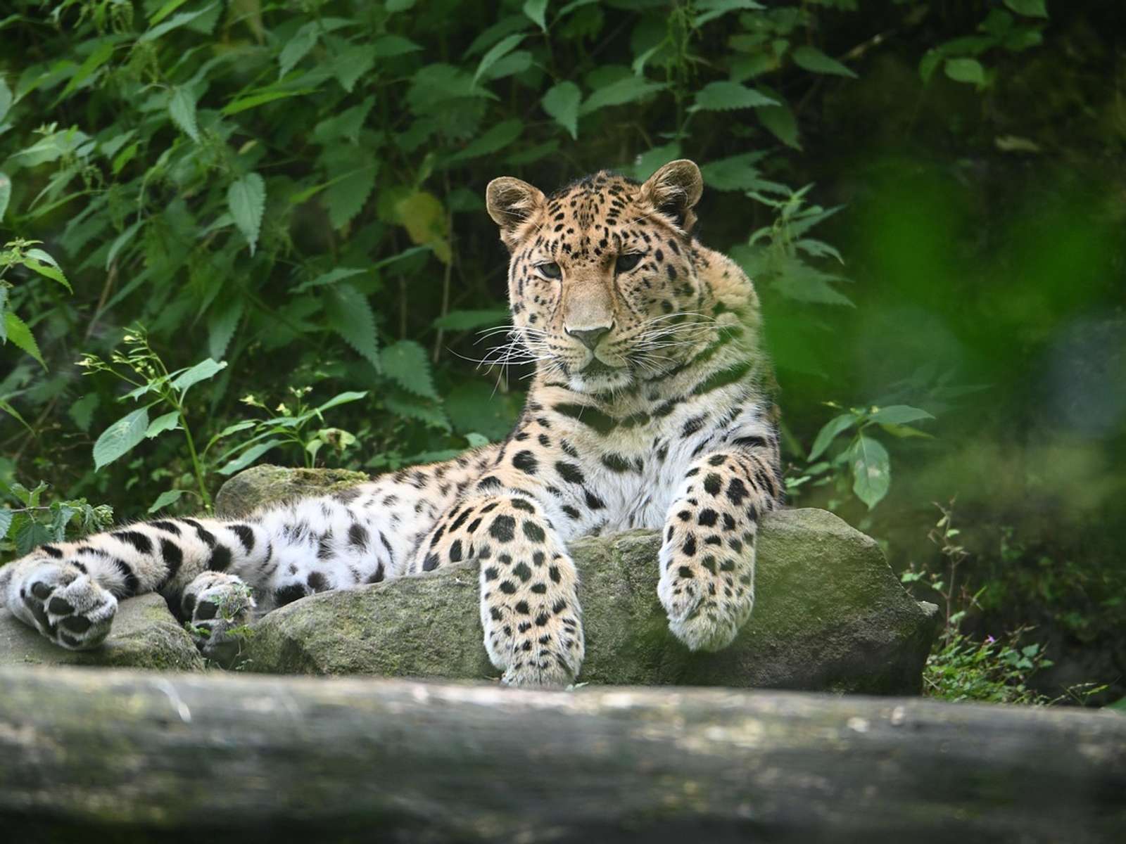 An Amur leopard