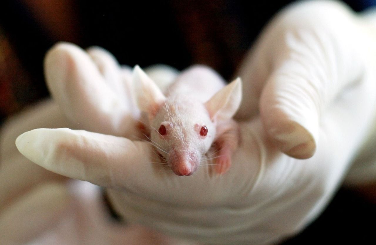 A white laboratory mouse held in a researcher’s gloved hand