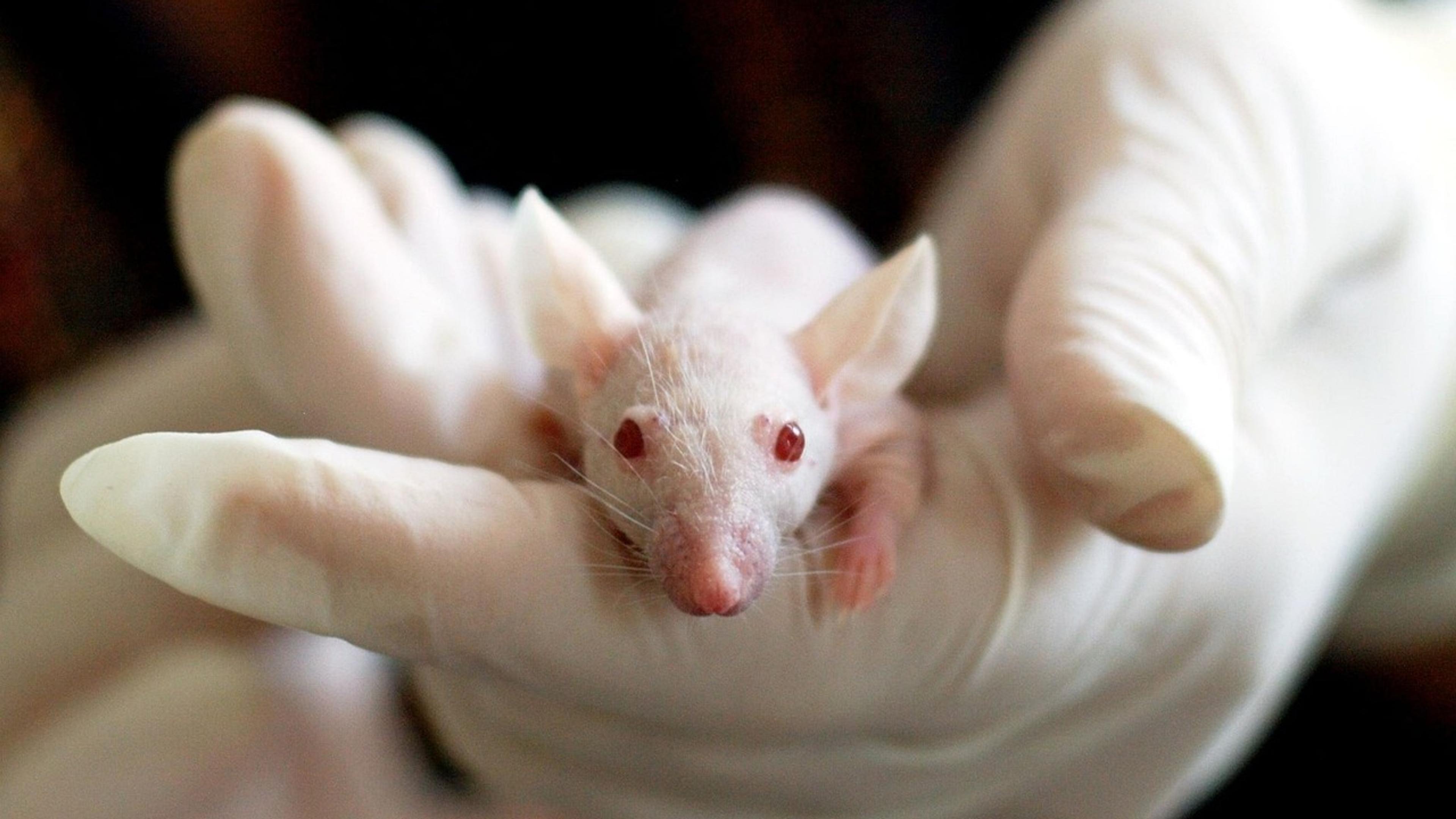 A white laboratory mouse held in a researcher’s gloved hand