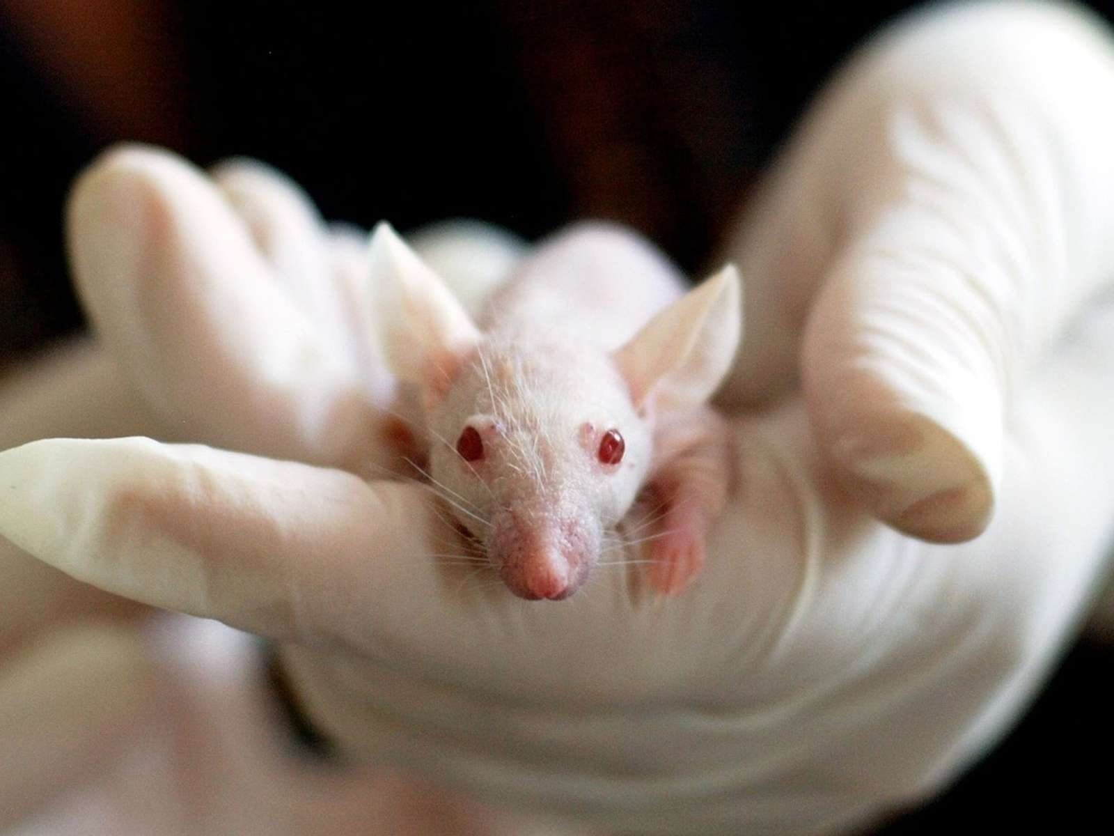 A white laboratory mouse held in a researcher’s gloved hand