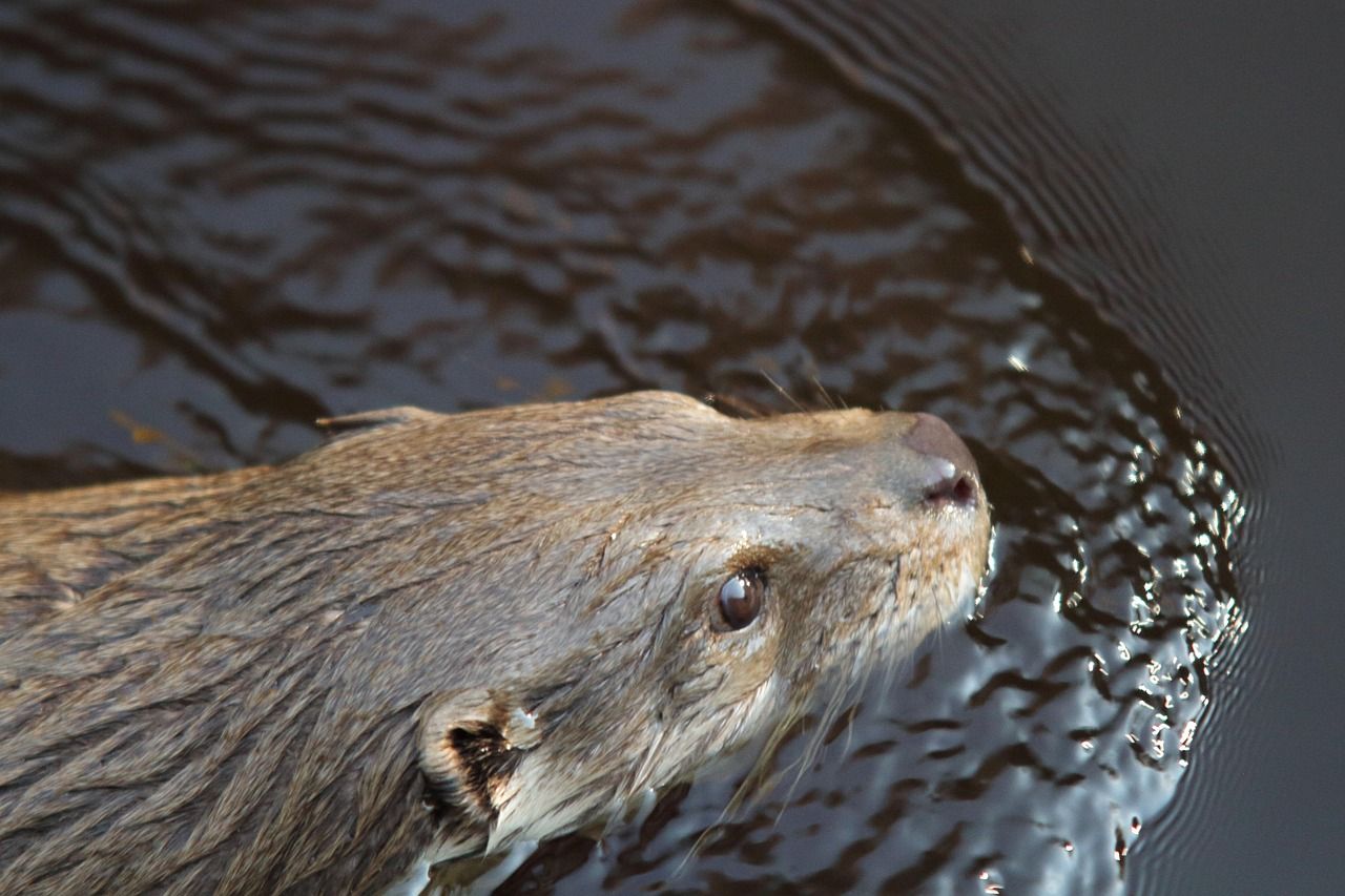 An otter swimming with its head above dark river water