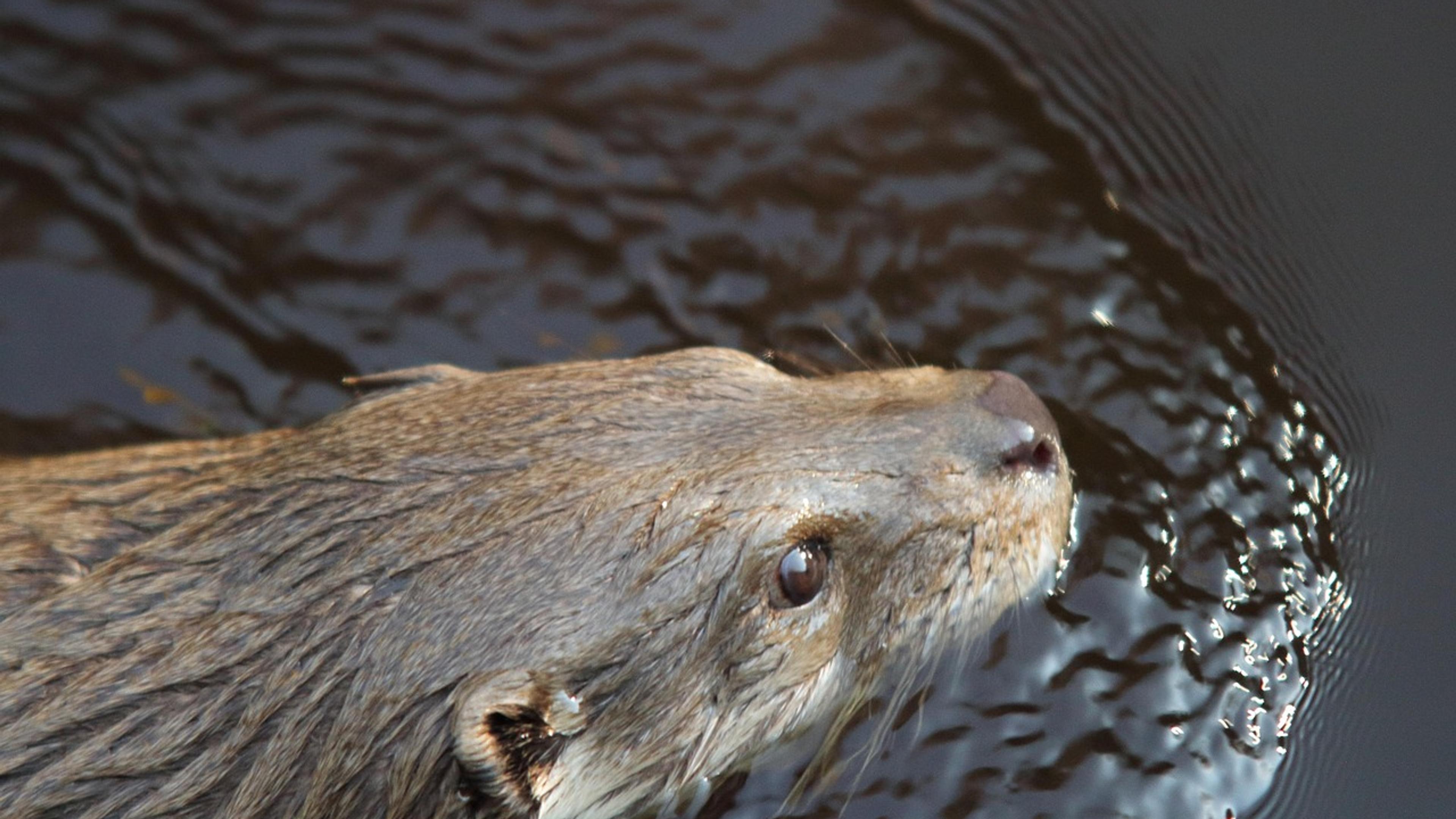 An otter swimming with its head above dark river water
