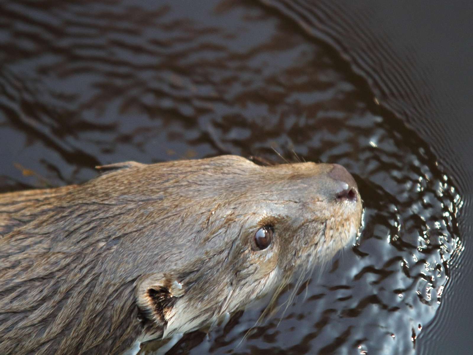 An otter swimming with its head above dark river water
