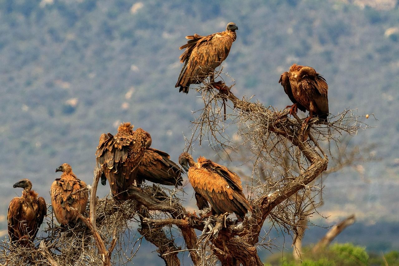 Several vultures perched in a bare tree against a hazy sky