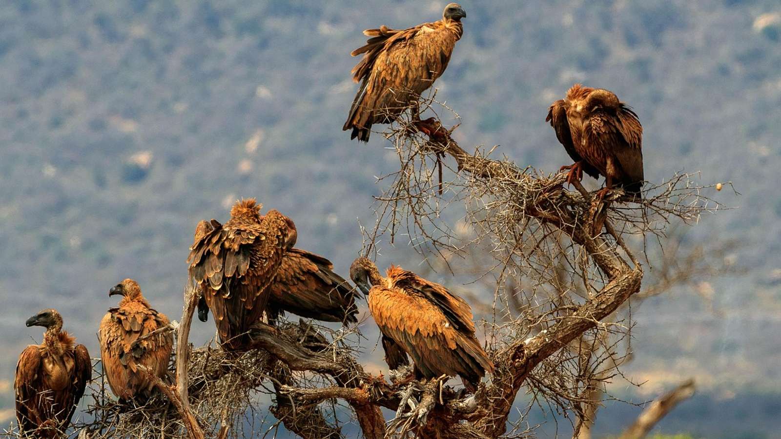 Several vultures perched in a bare tree against a hazy sky