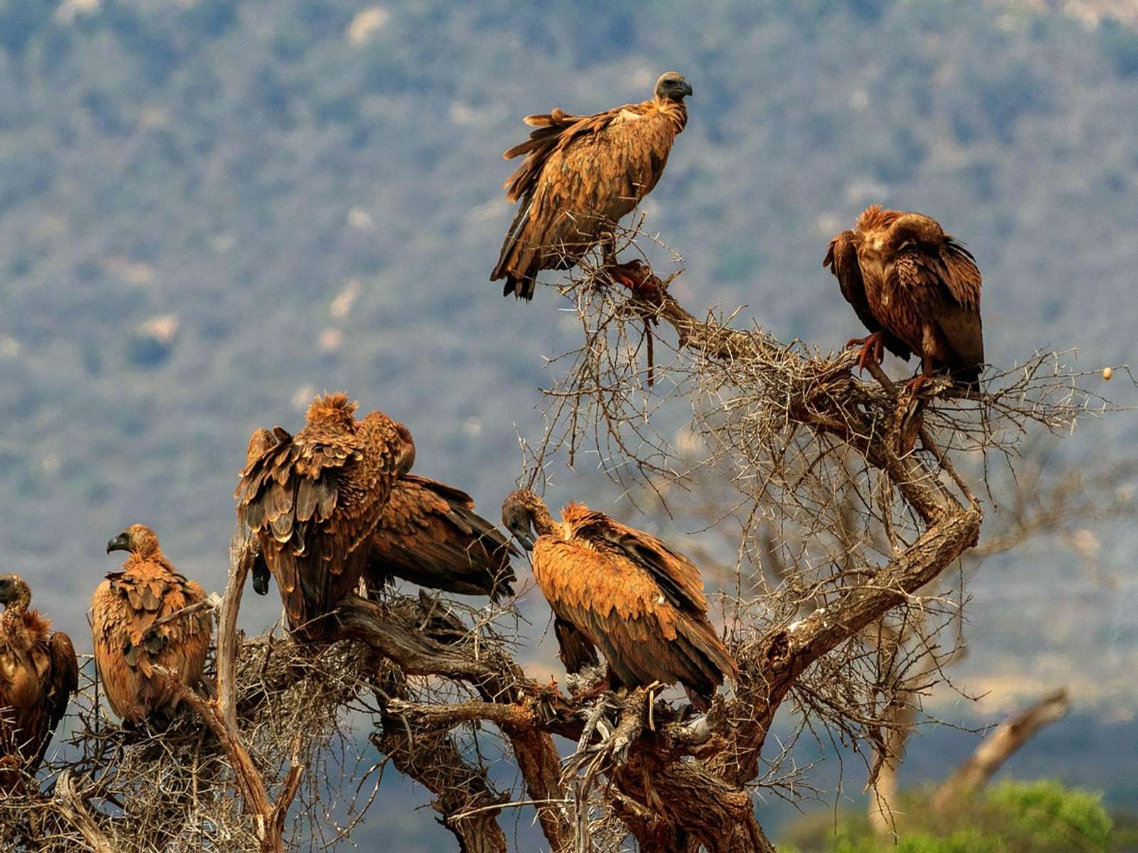 Several vultures perched in a bare tree against a hazy sky