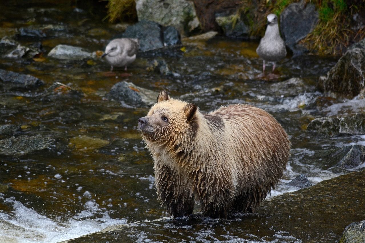 A young brown bear cub by a stream