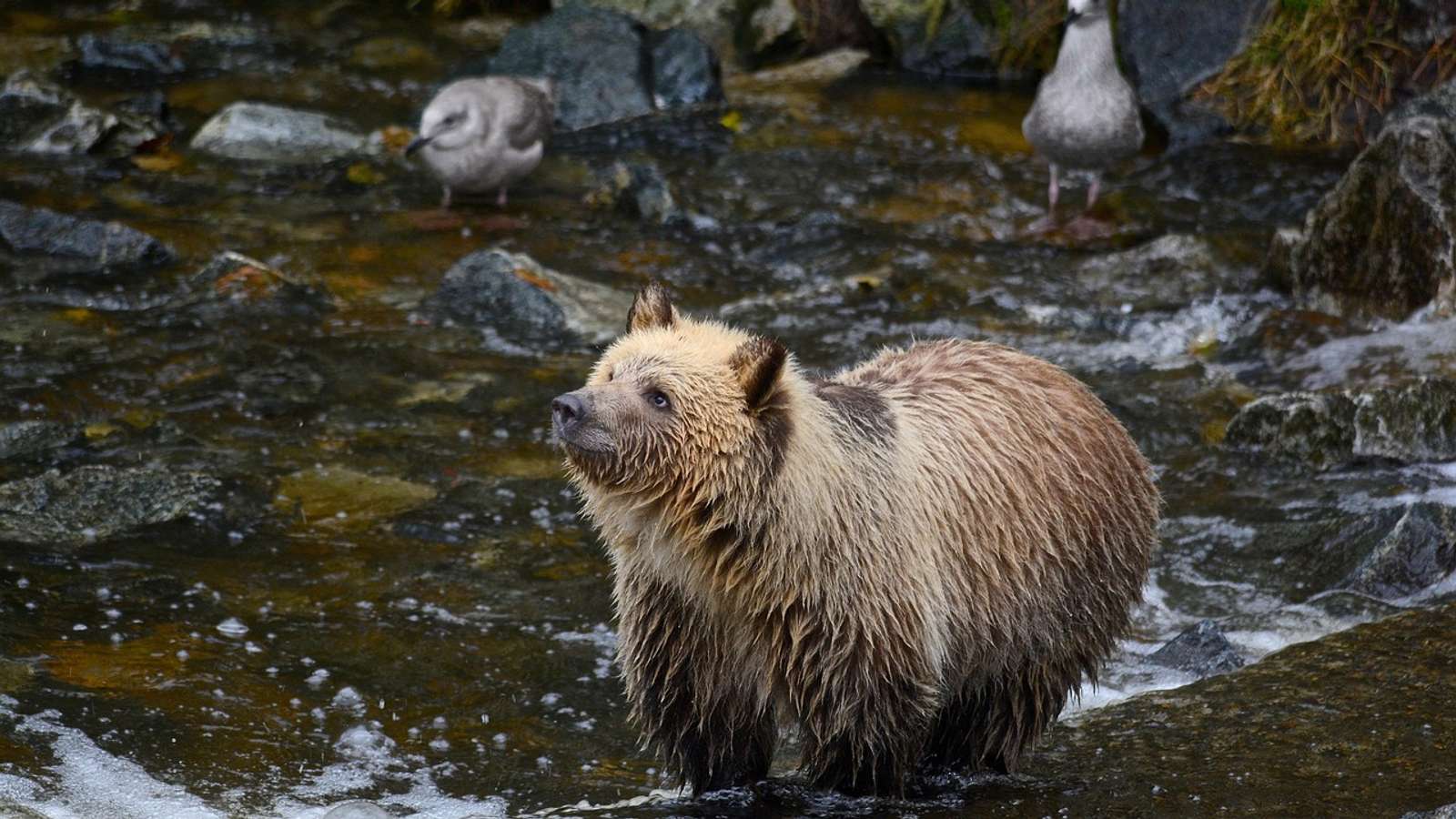 A young brown bear cub by a stream