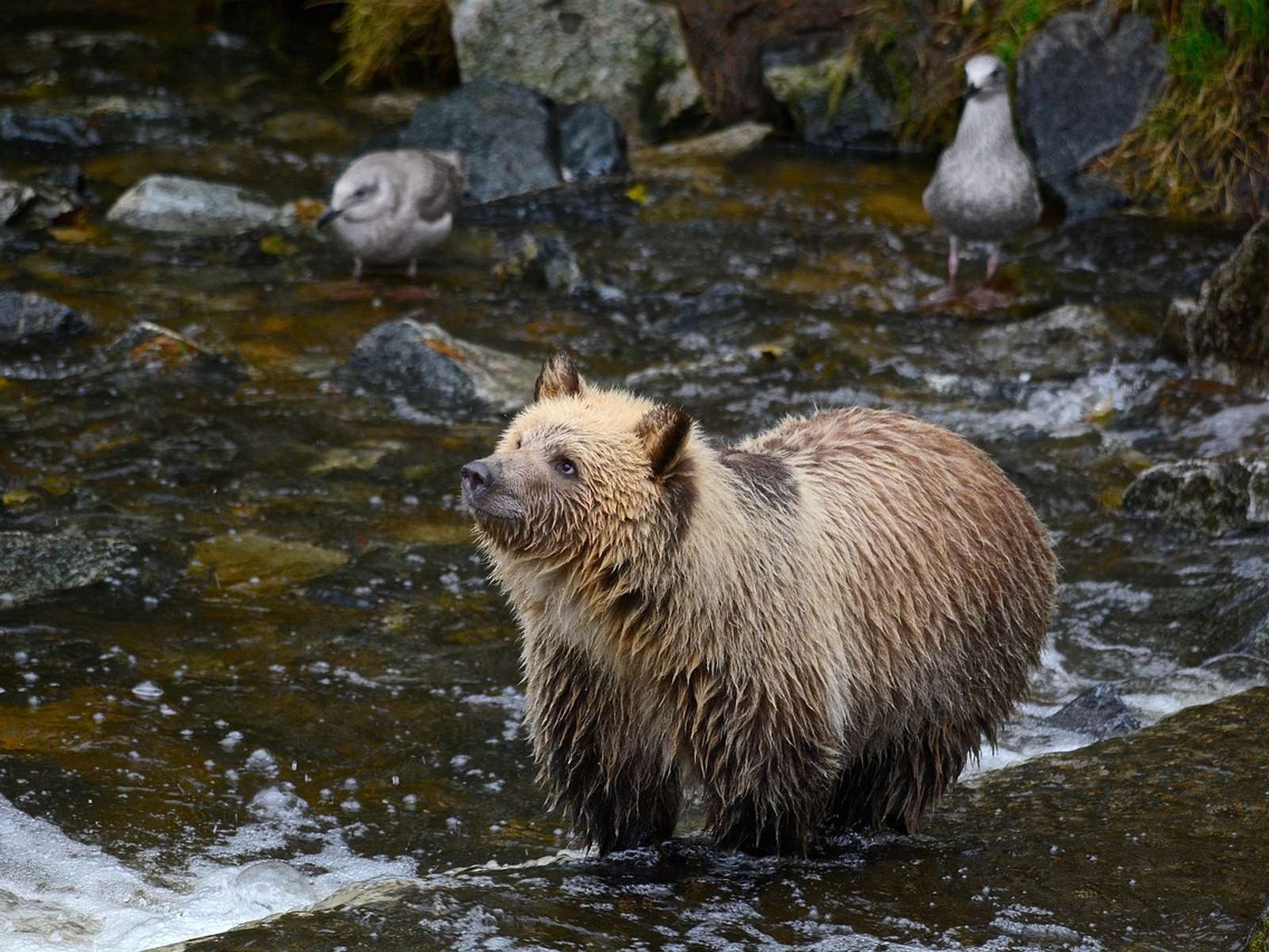 A young brown bear cub by a stream