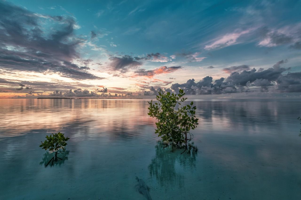 Young mangrove trees growing in calm sea water at dawn