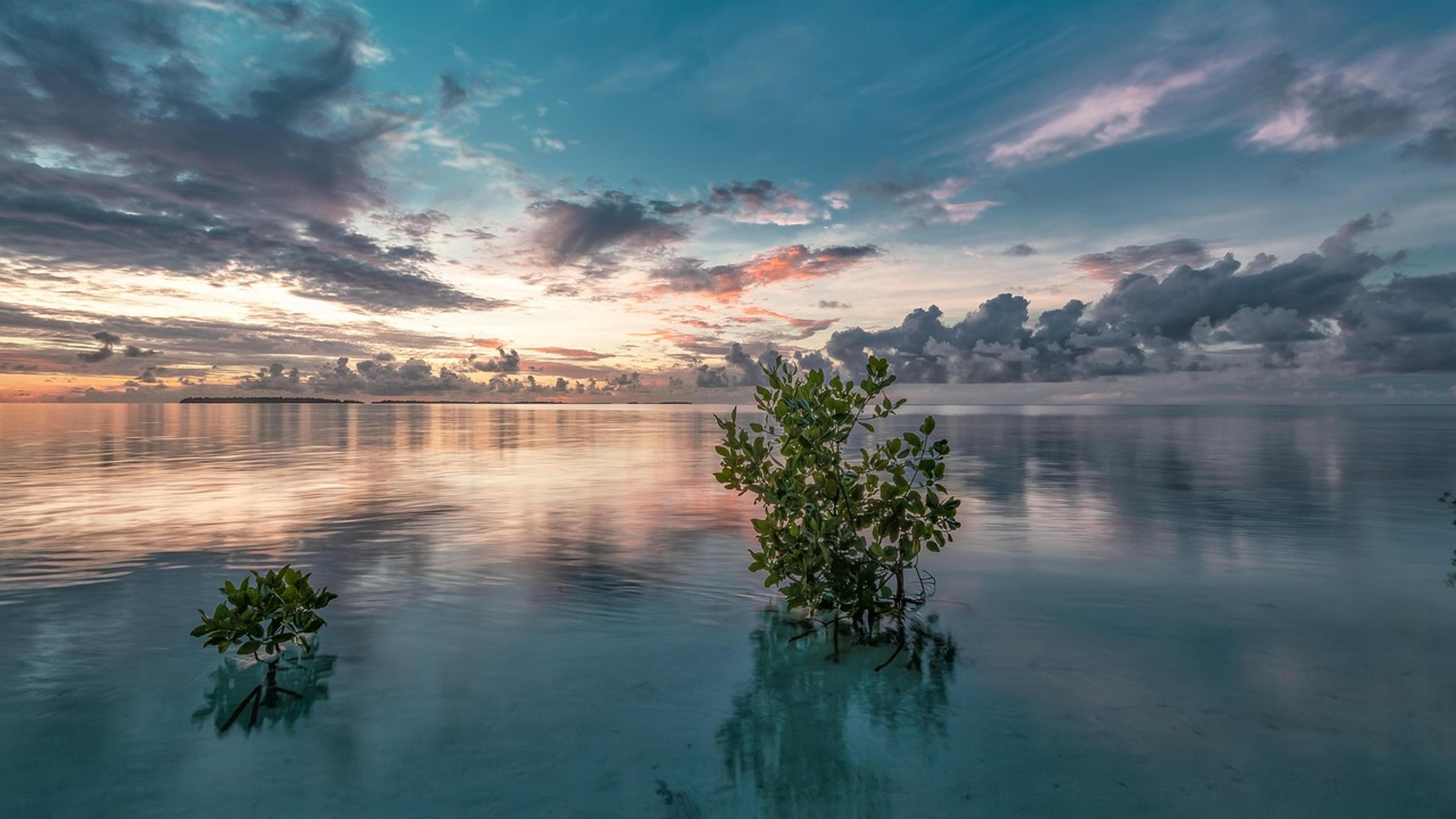Young mangrove trees growing in calm sea water at dawn