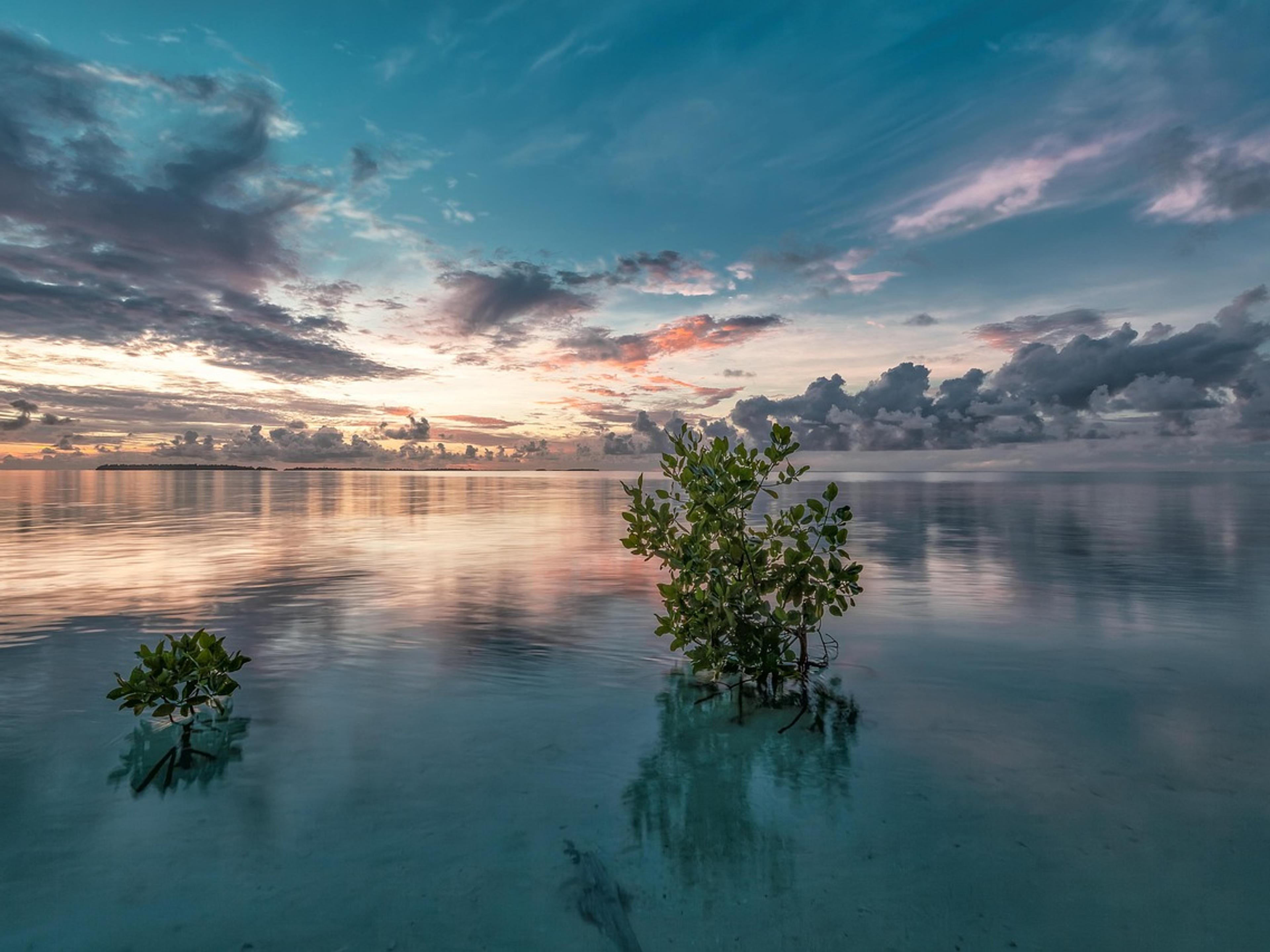 Young mangrove trees growing in calm sea water at dawn