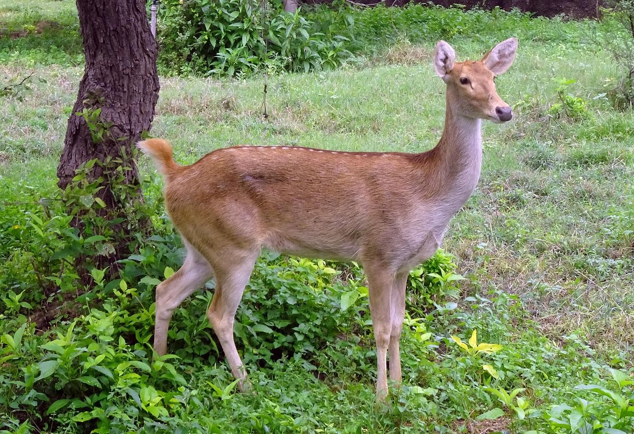 A female swamp deer standing in a green forest clearing