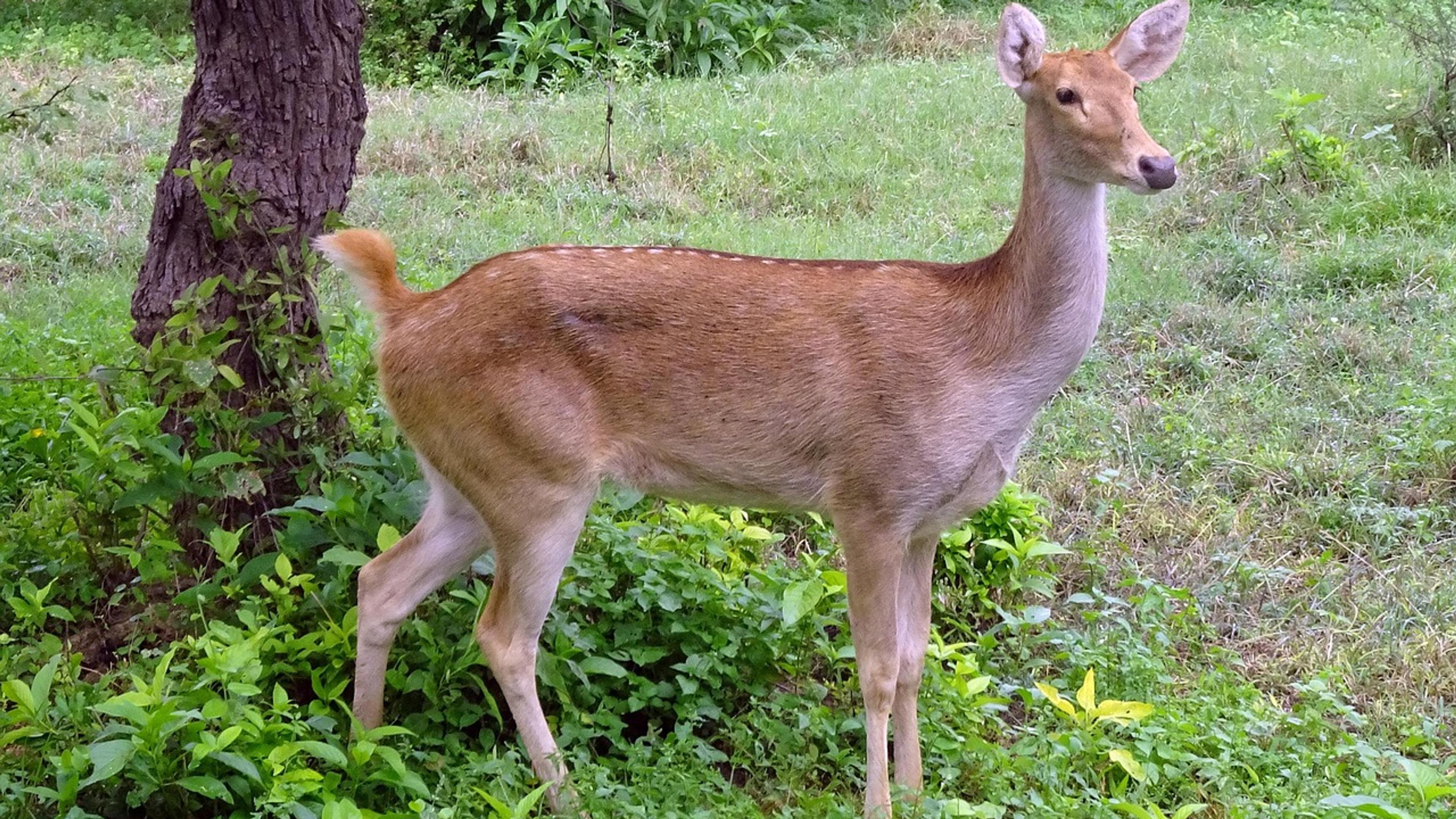 A female swamp deer standing in a green forest clearing