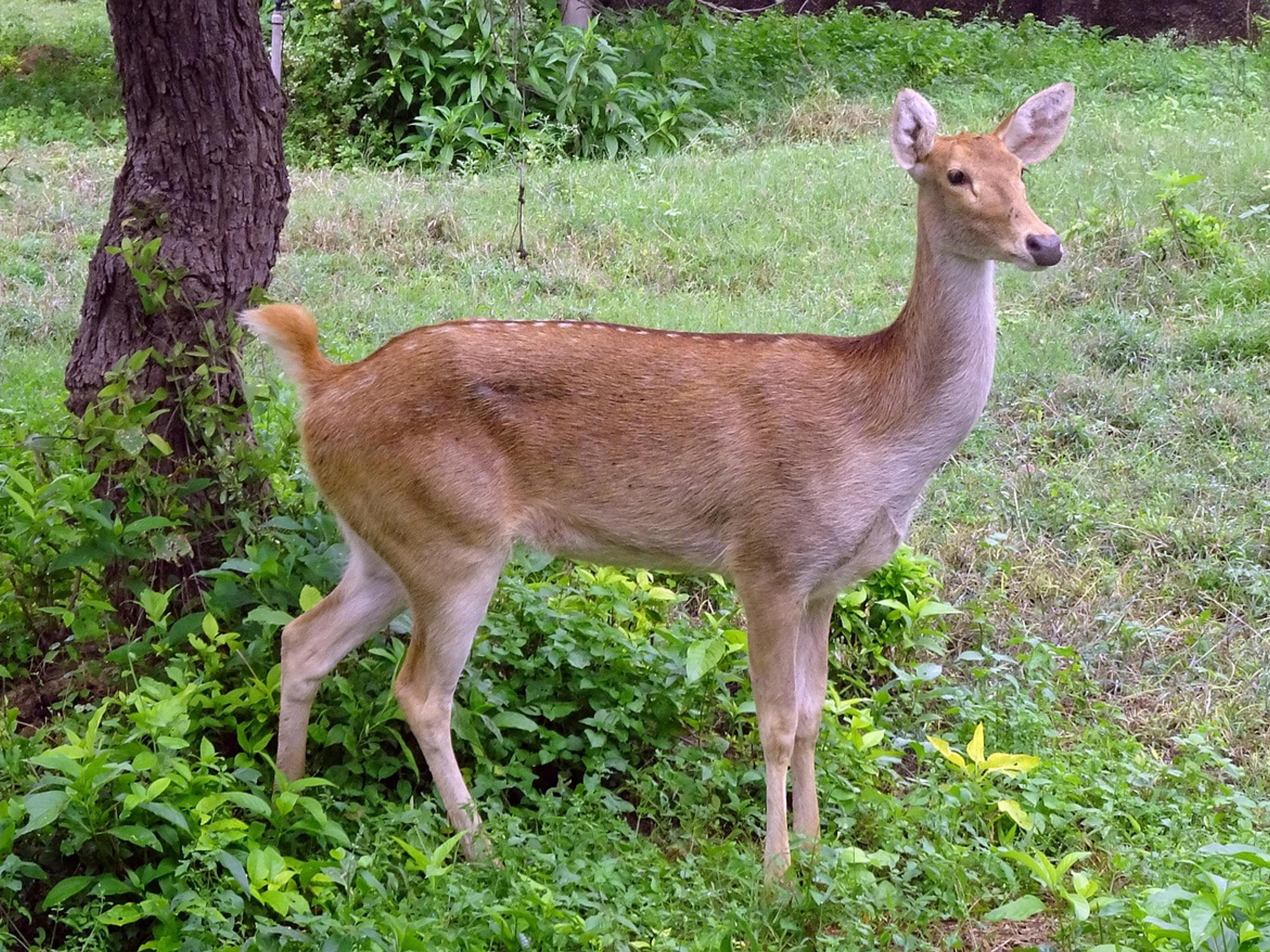 A female swamp deer standing in a green forest clearing