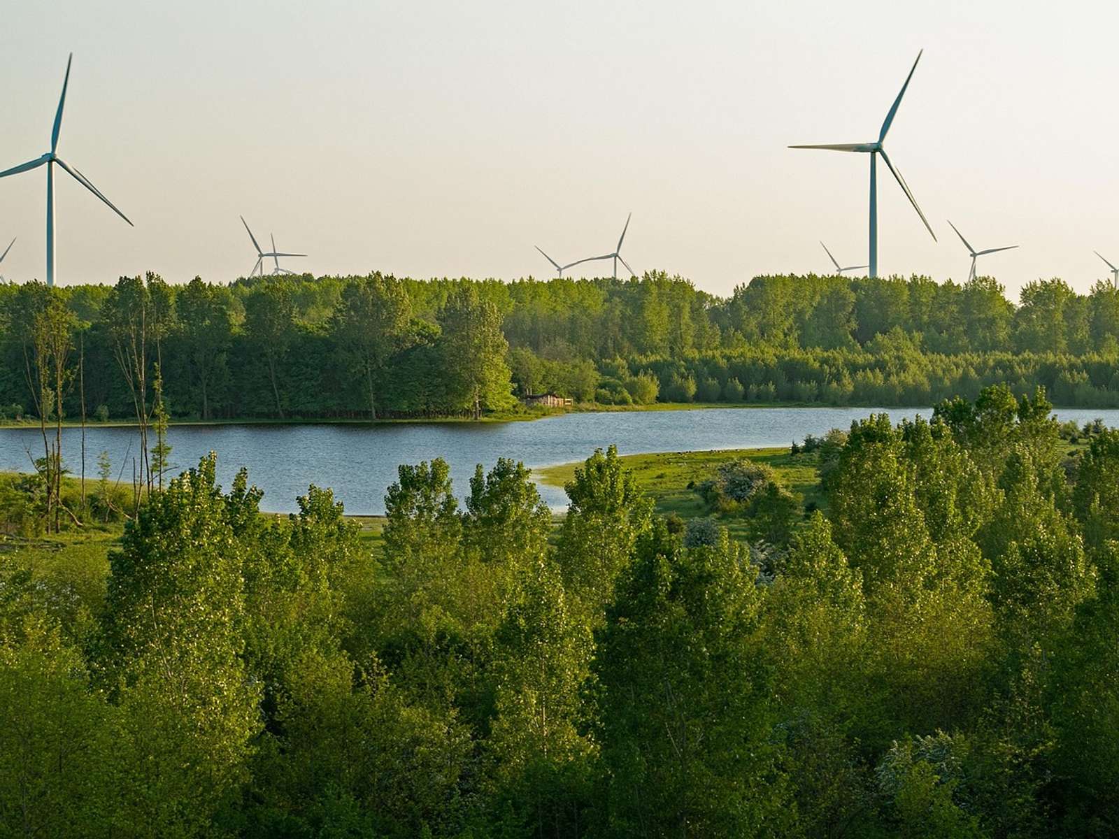 Wind turbines rising above a forest and a lake