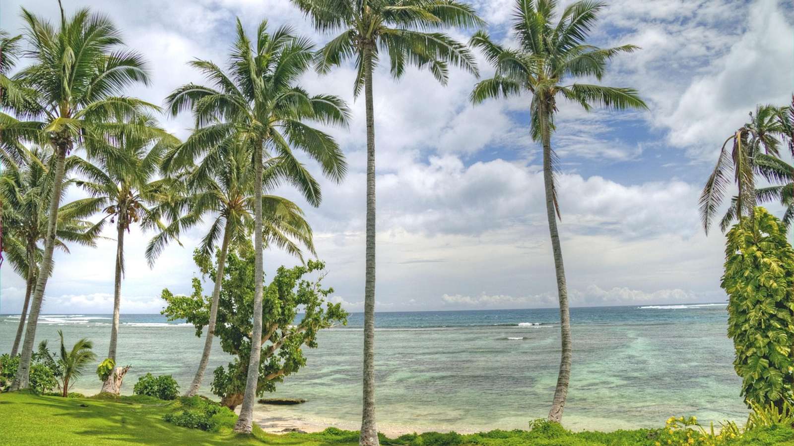 Palm trees on a beach in Samoa