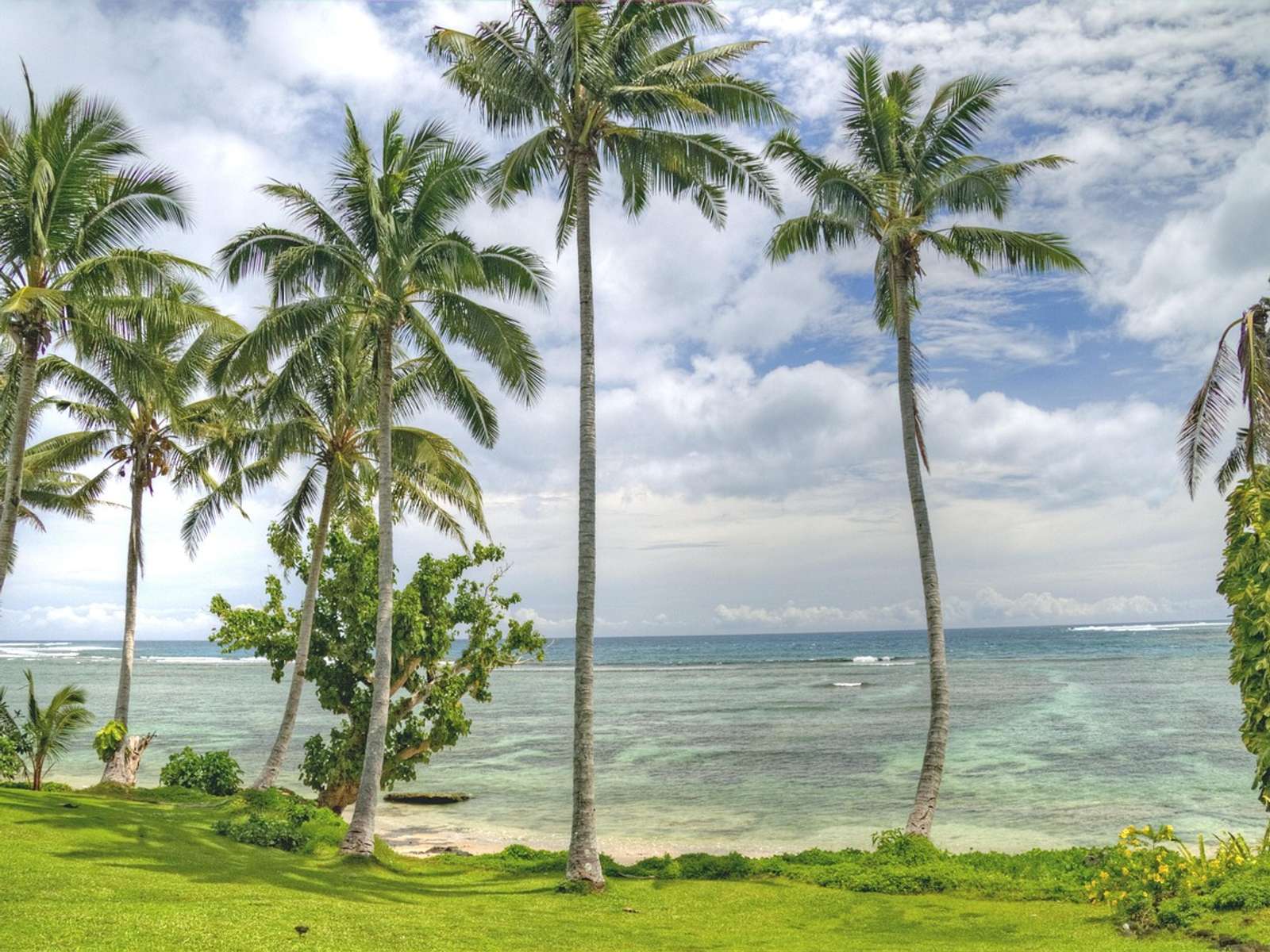Palm trees on a beach in Samoa