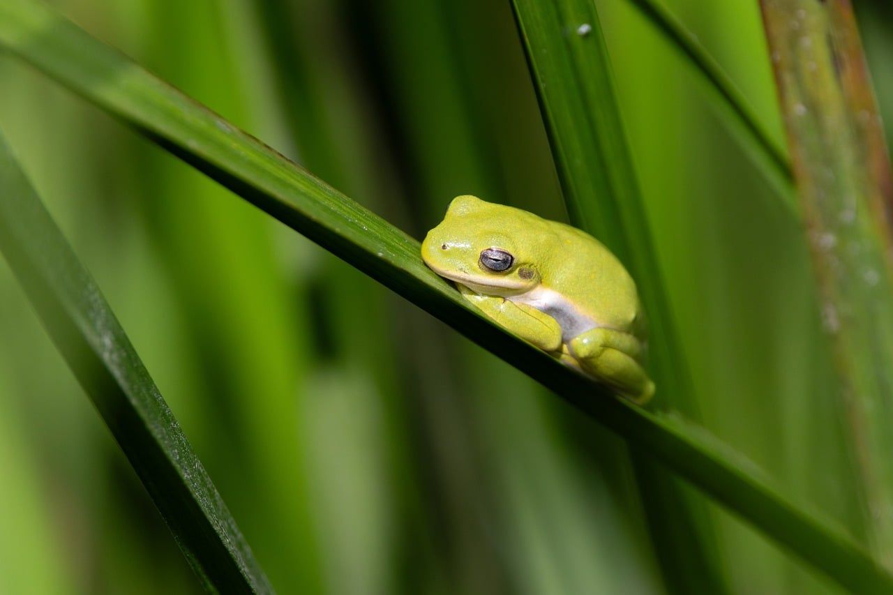 A small green tree frog on a leaf (a different species from those described)