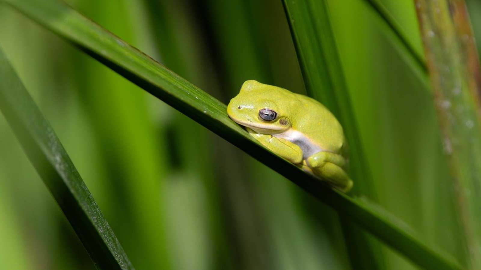 A small green tree frog on a leaf (a different species from those described)