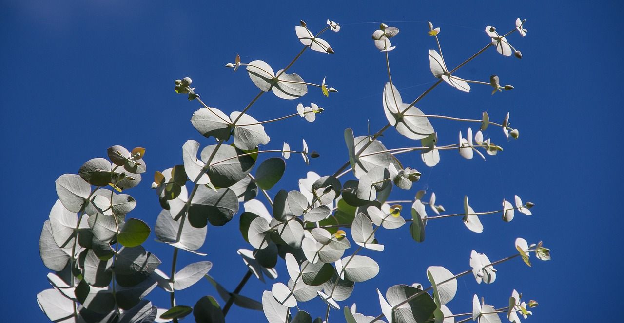 Silvery-green eucalyptus leaves against a deep blue sky
