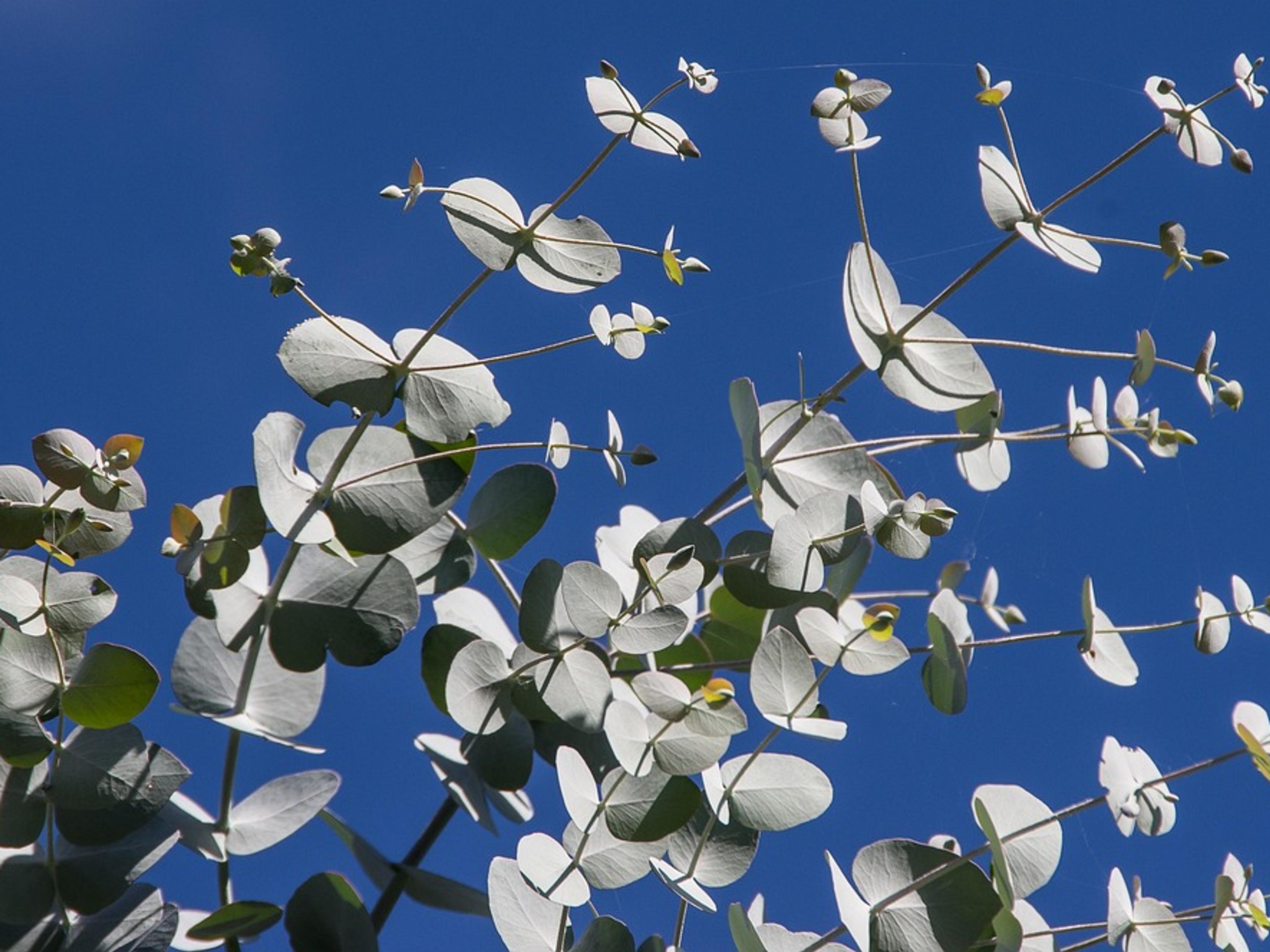 Silvery-green eucalyptus leaves against a deep blue sky