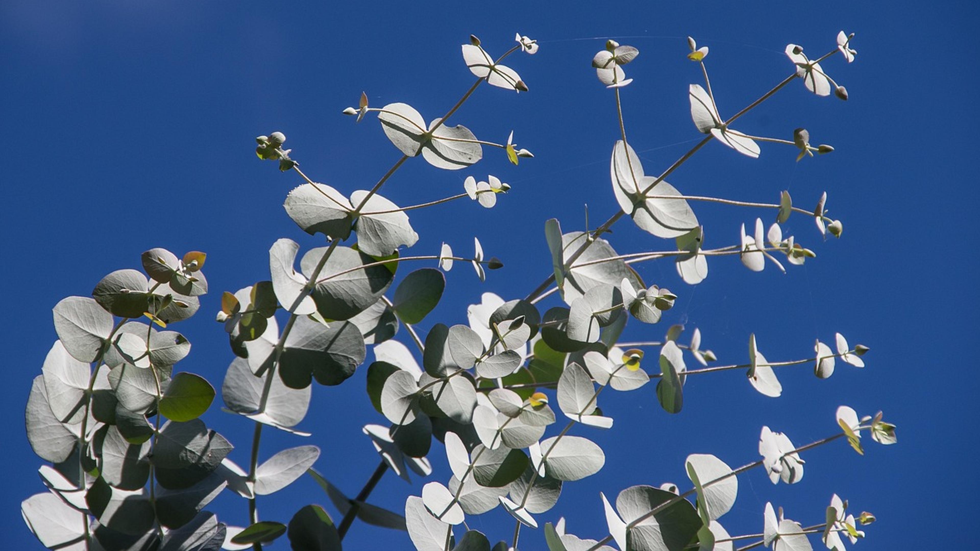 Silvery-green eucalyptus leaves against a deep blue sky