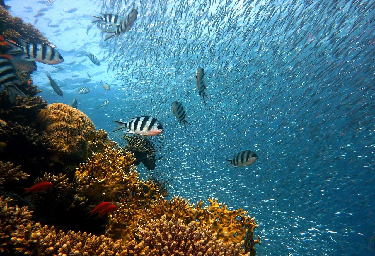School of fish swimming above a coral reef