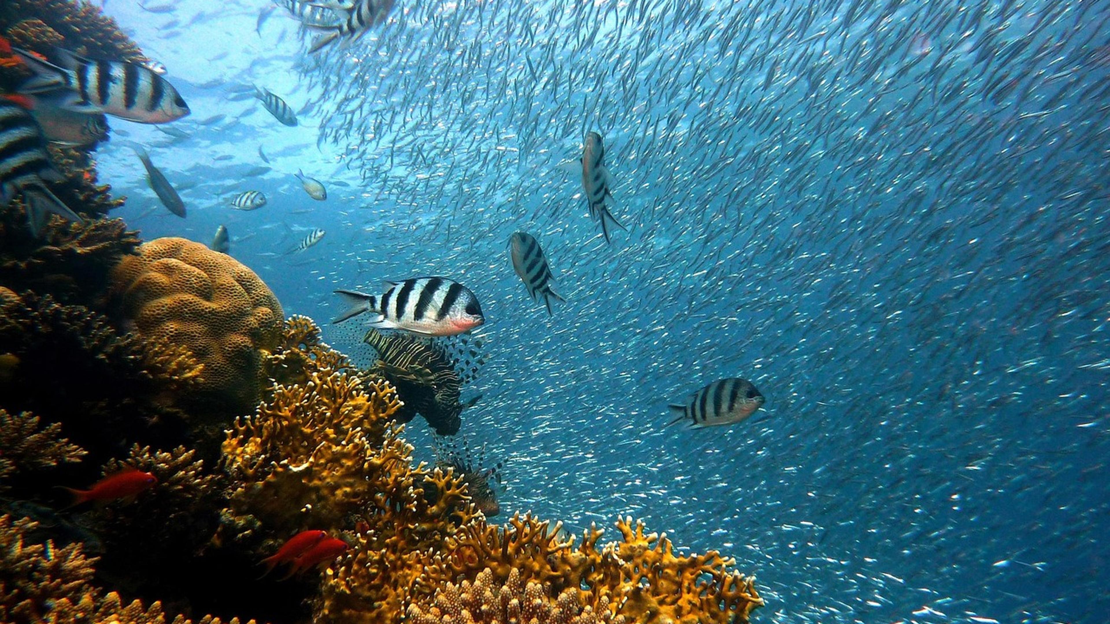 School of fish swimming above a coral reef