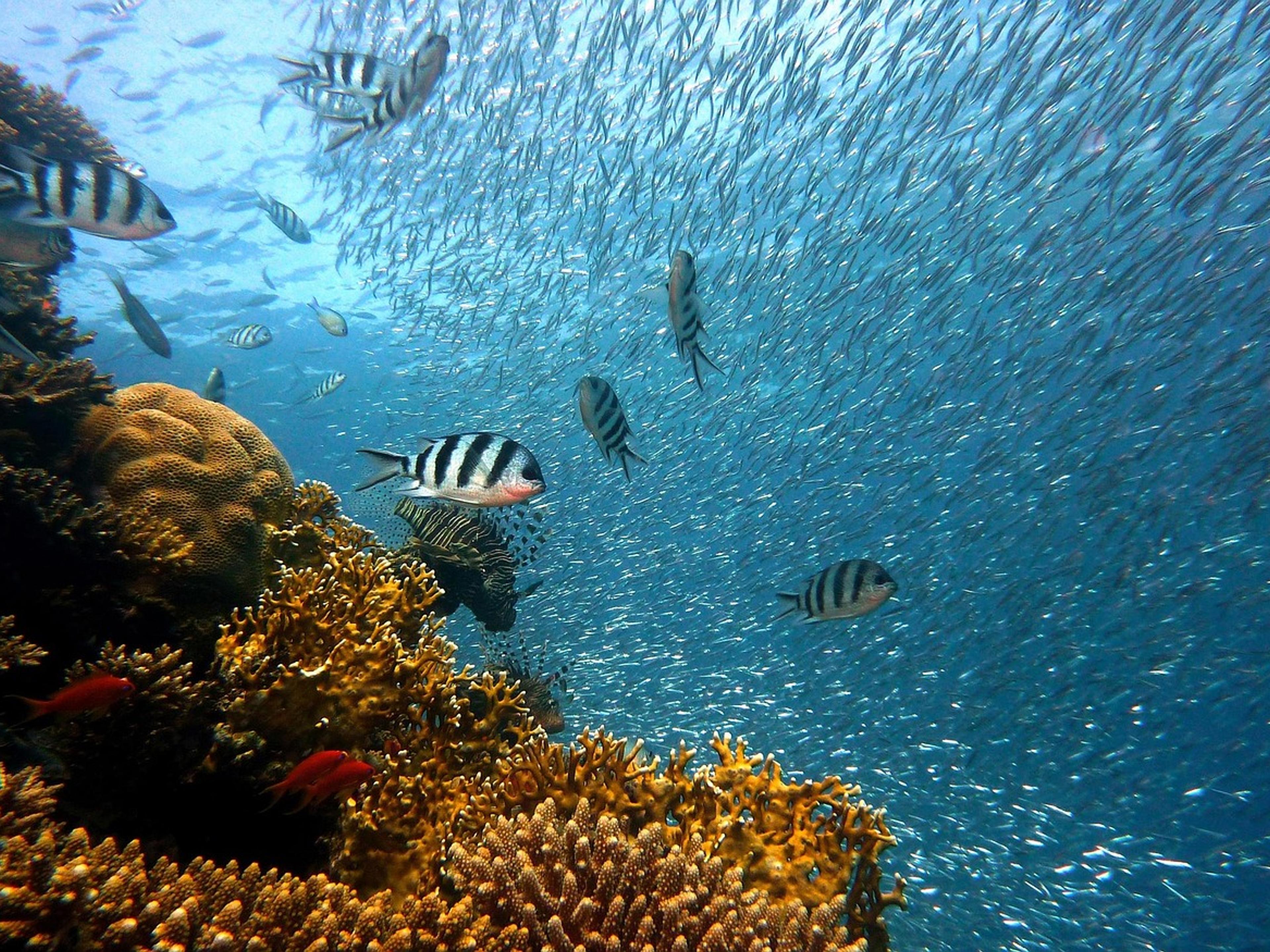 School of fish swimming above a coral reef