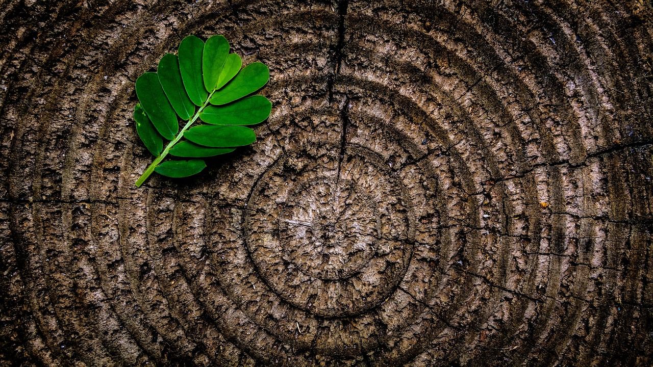 Tree stump with green growth along its edge