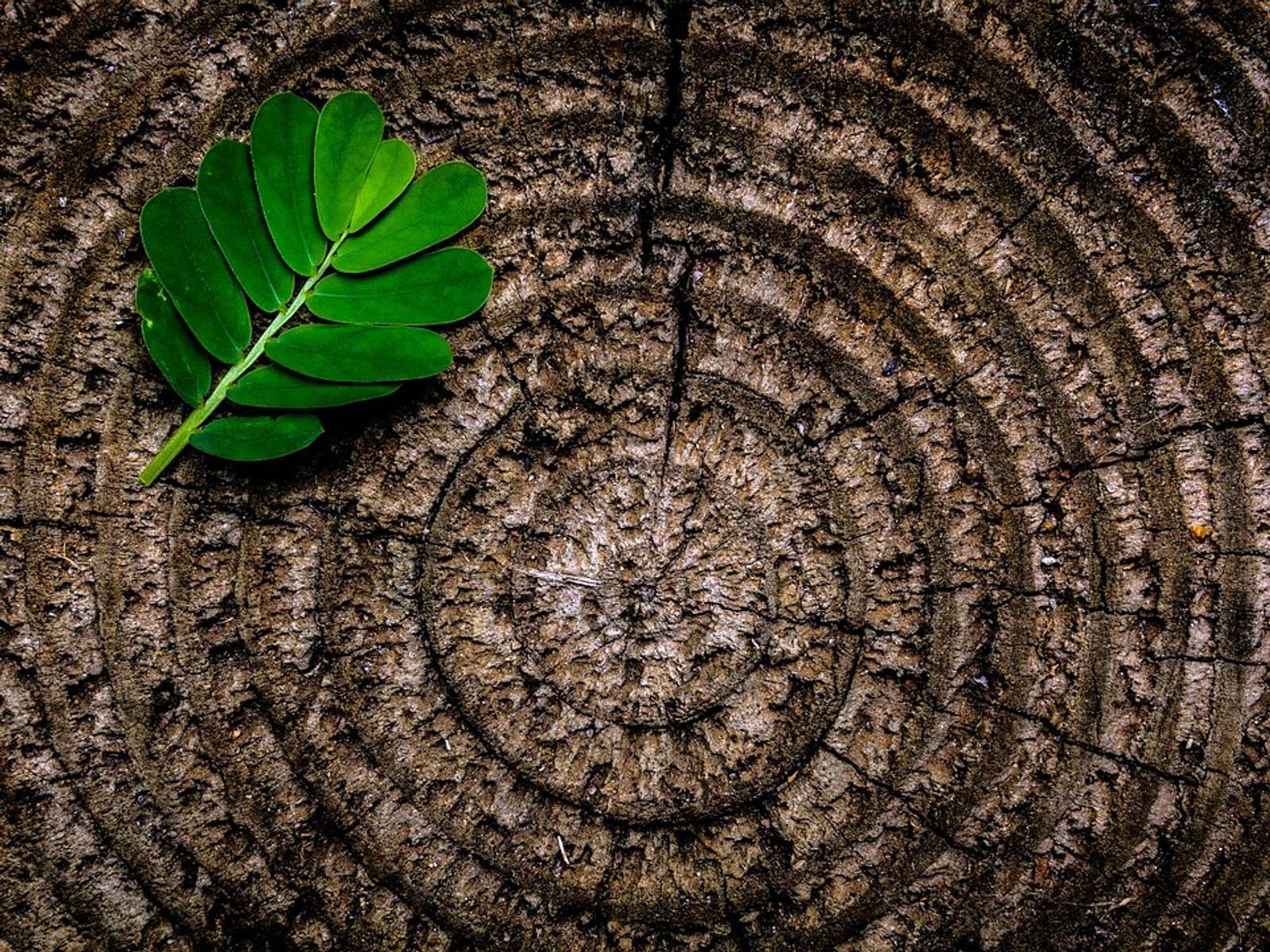 Tree stump with green growth along its edge
