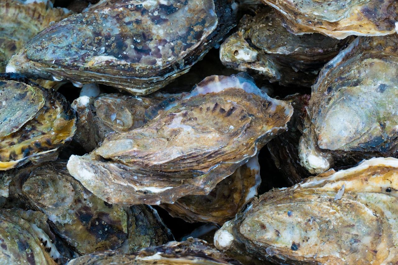 Oysters in their shells, piled together