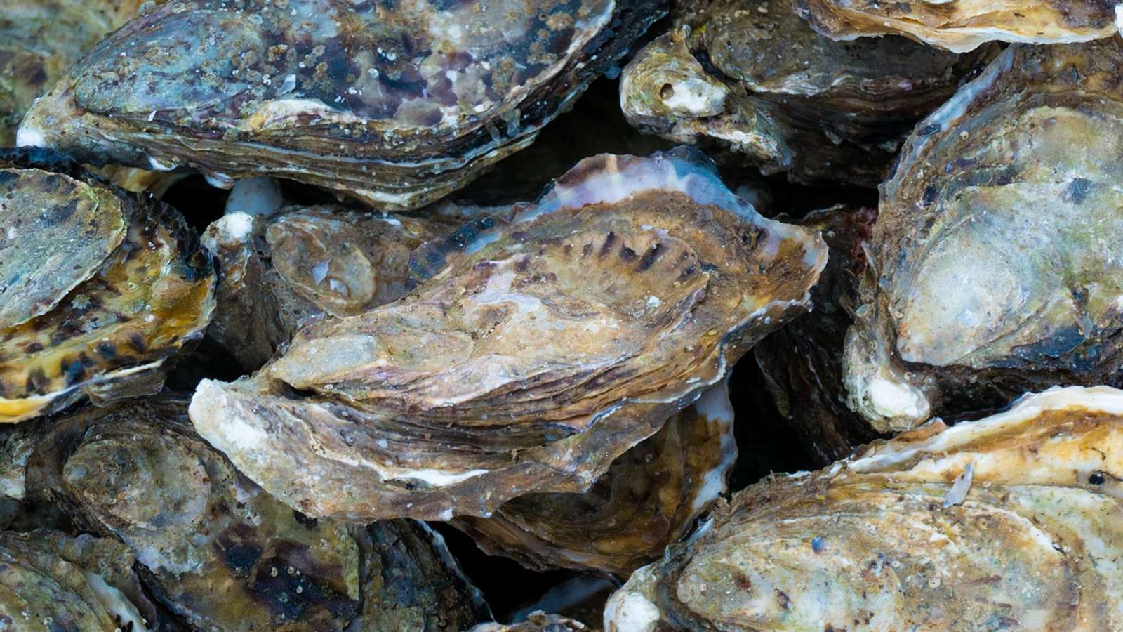 Oysters in their shells, piled together