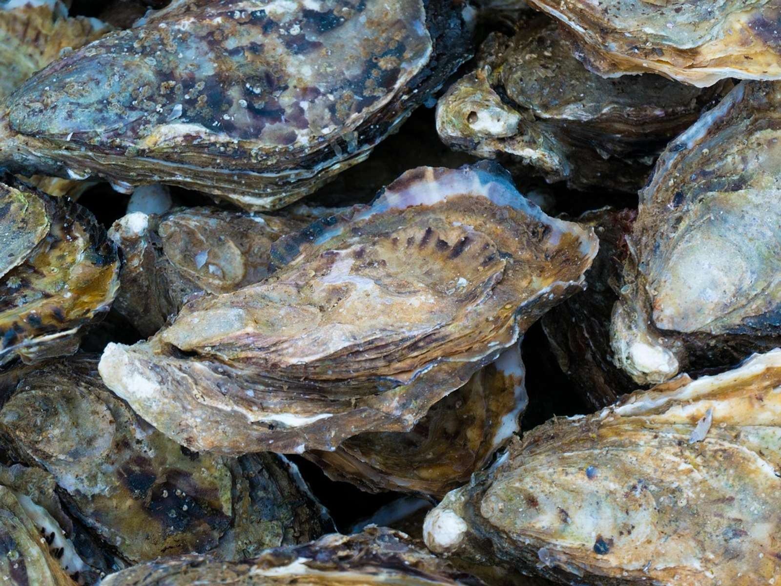 Oysters in their shells, piled together