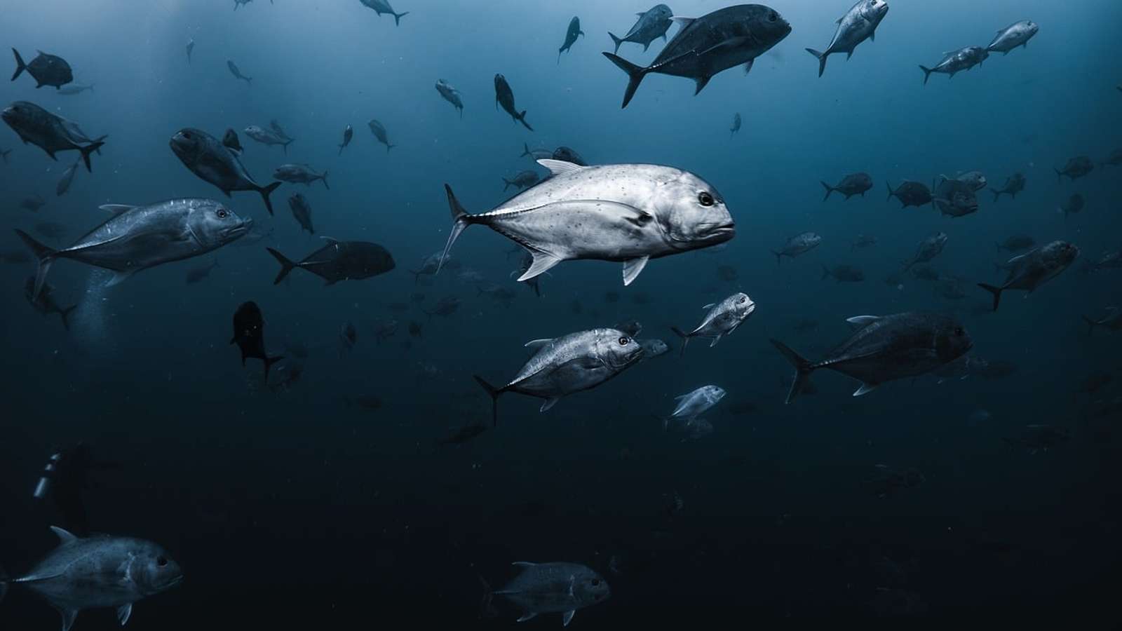 A school of trevally underwater