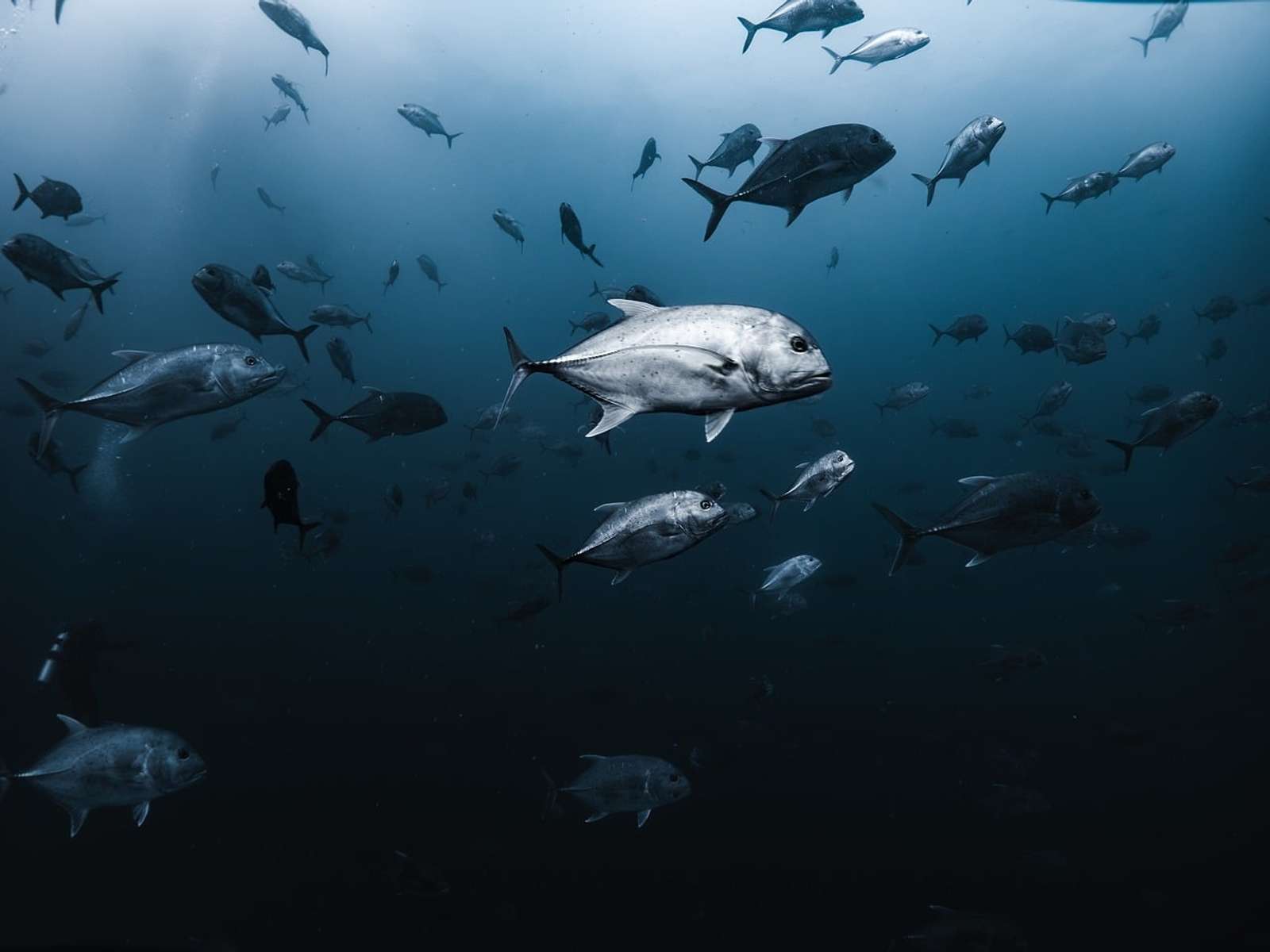 A school of trevally underwater
