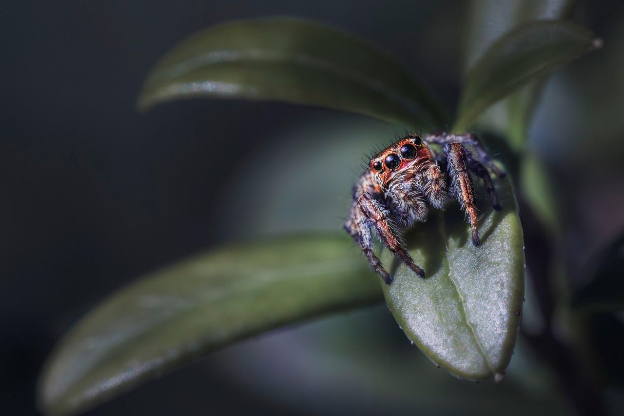 Close-up of a jumping spider