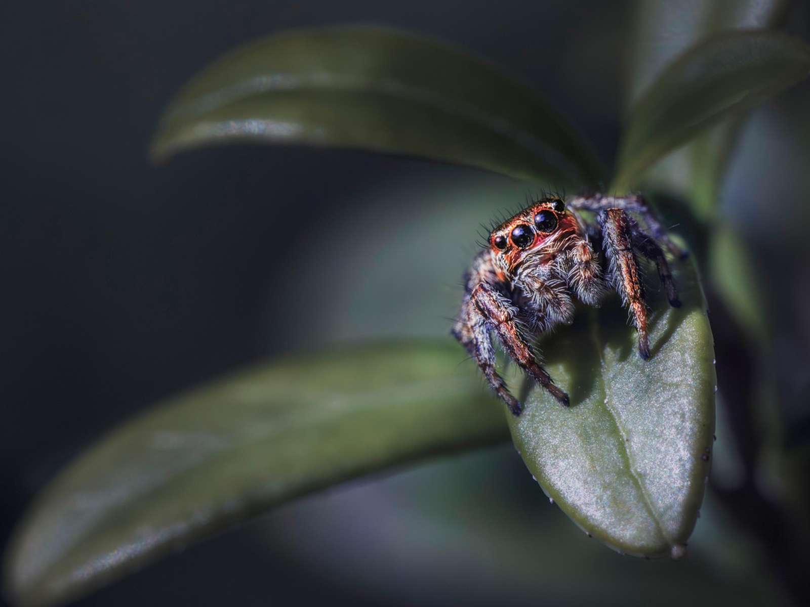 Close-up of a jumping spider