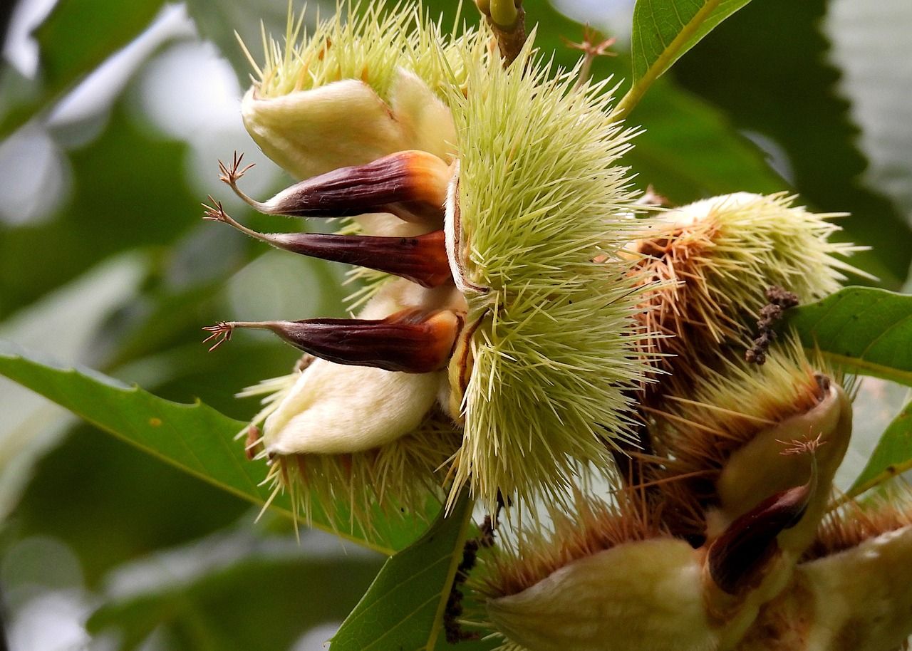 Spiny chestnut burrs splitting open on a branch among green leaves
