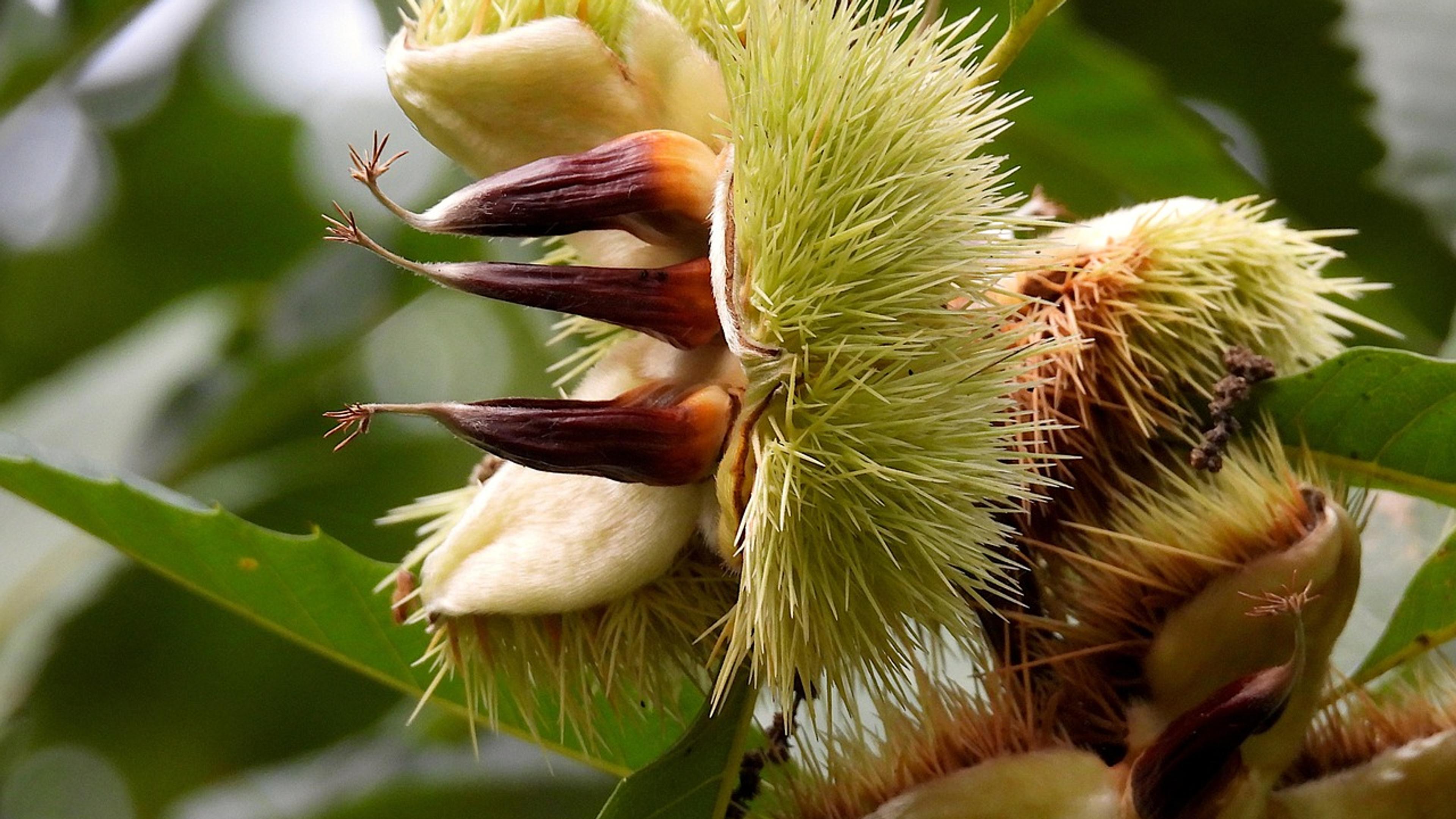 Spiny chestnut burrs splitting open on a branch among green leaves