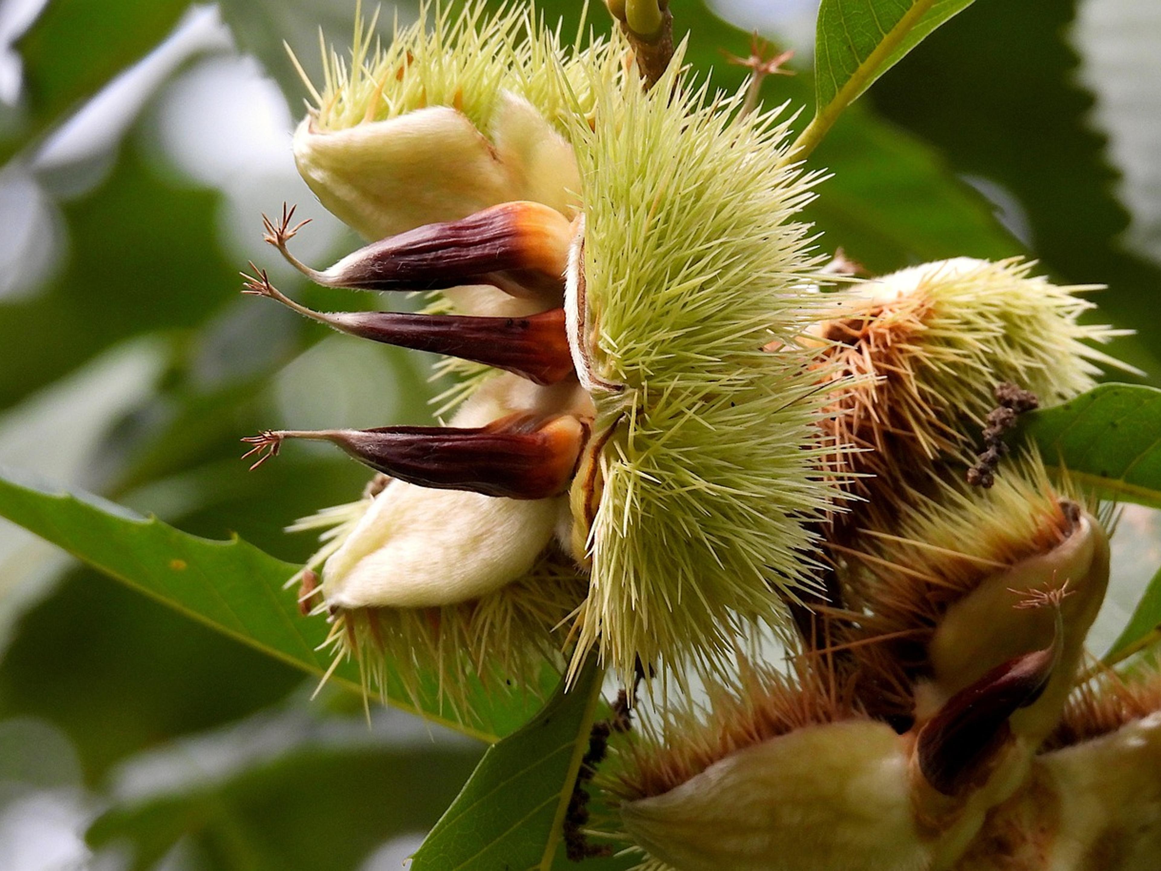 Spiny chestnut burrs splitting open on a branch among green leaves