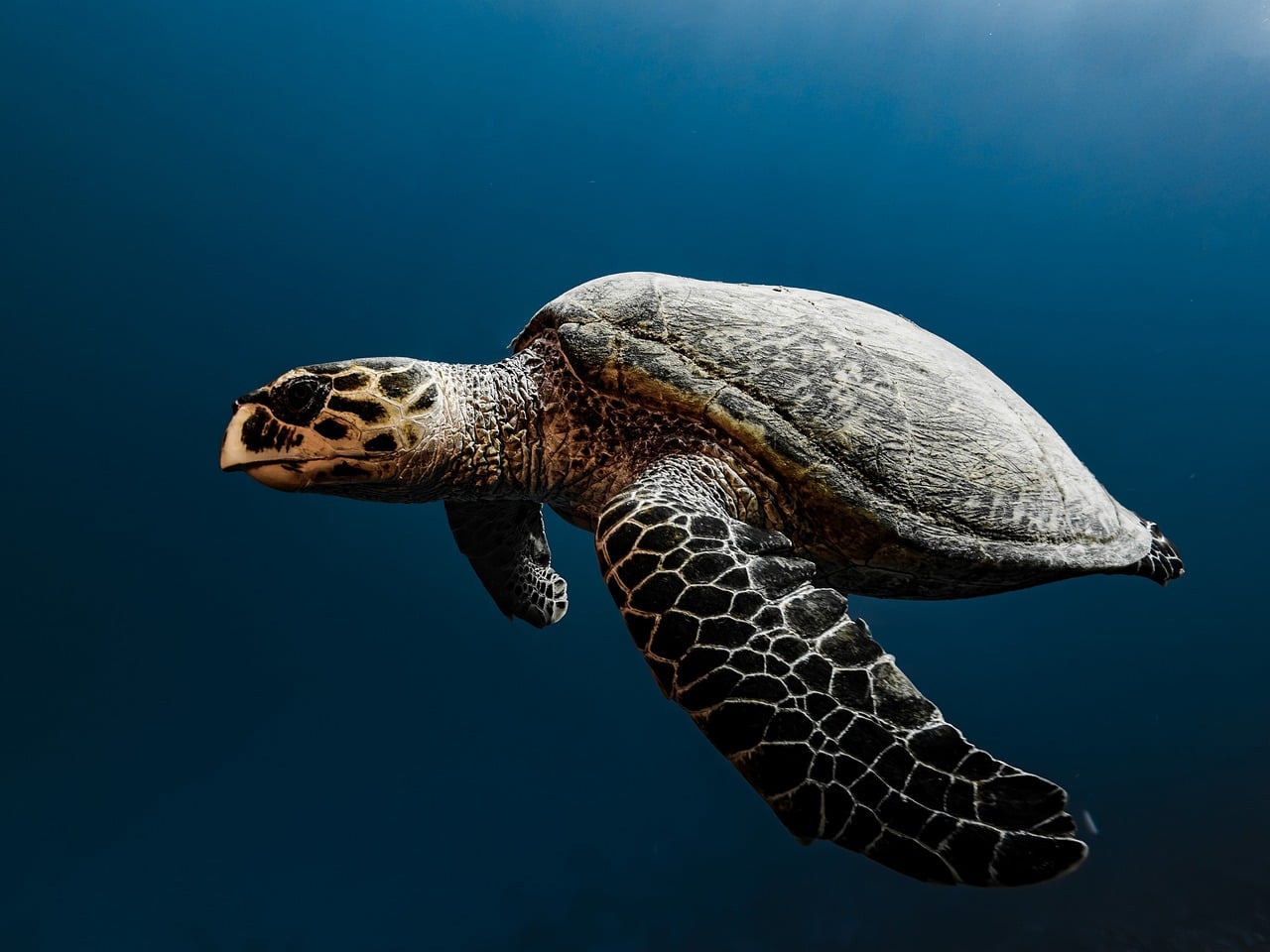 A sea turtle swimming in clear blue water, seen from the side