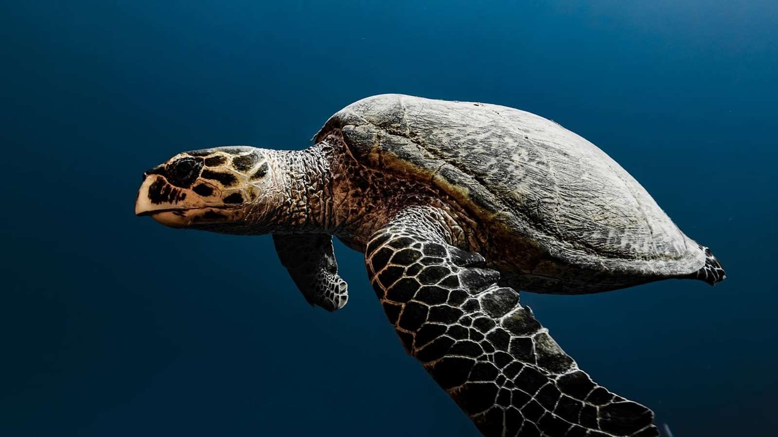 A sea turtle swimming in clear blue water, seen from the side
